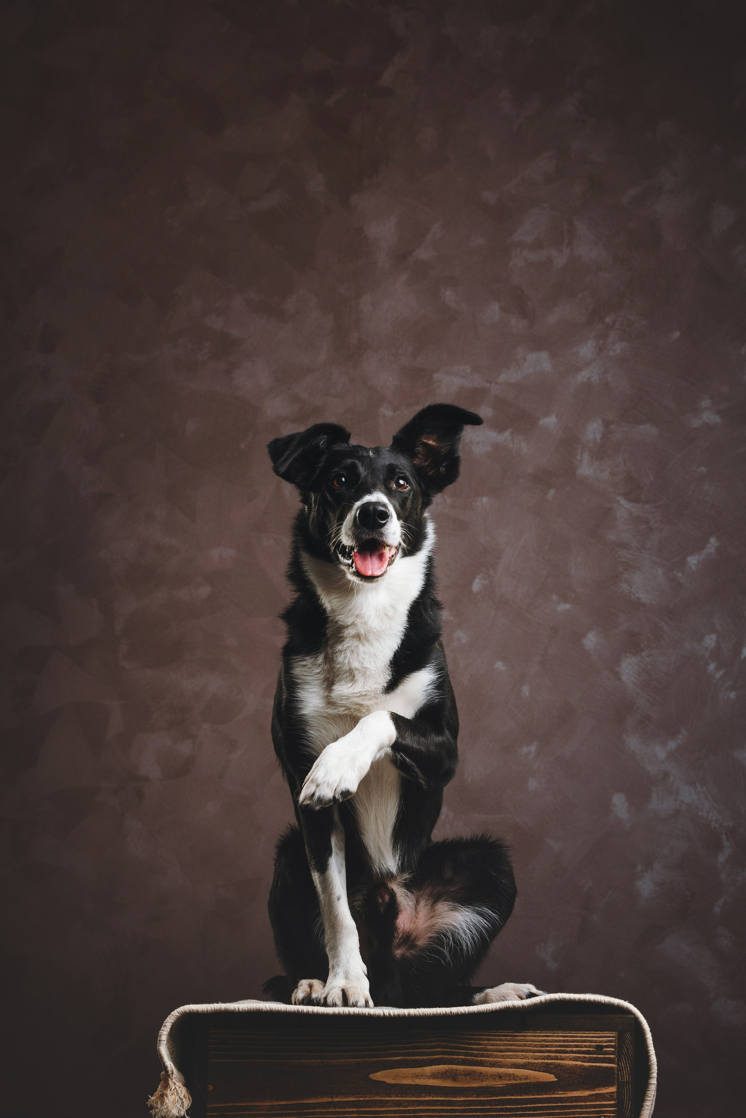 Бордер-колли. Фотограф анималист Осипчикова Мария