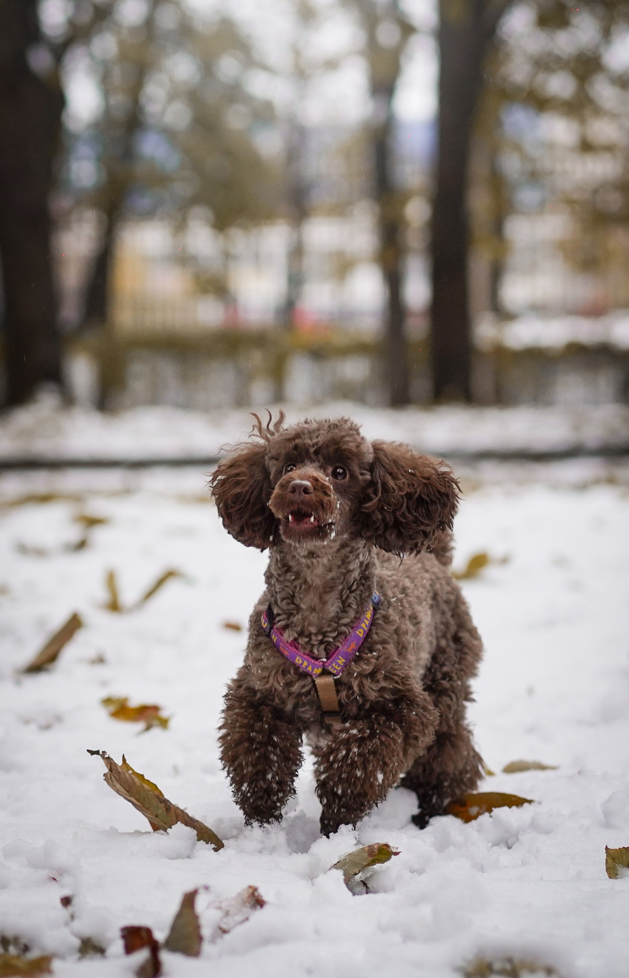 Марина Артем Мия и Хлоя. Фотограф-анималист в Санкт-Петербурге Яна Мартынова