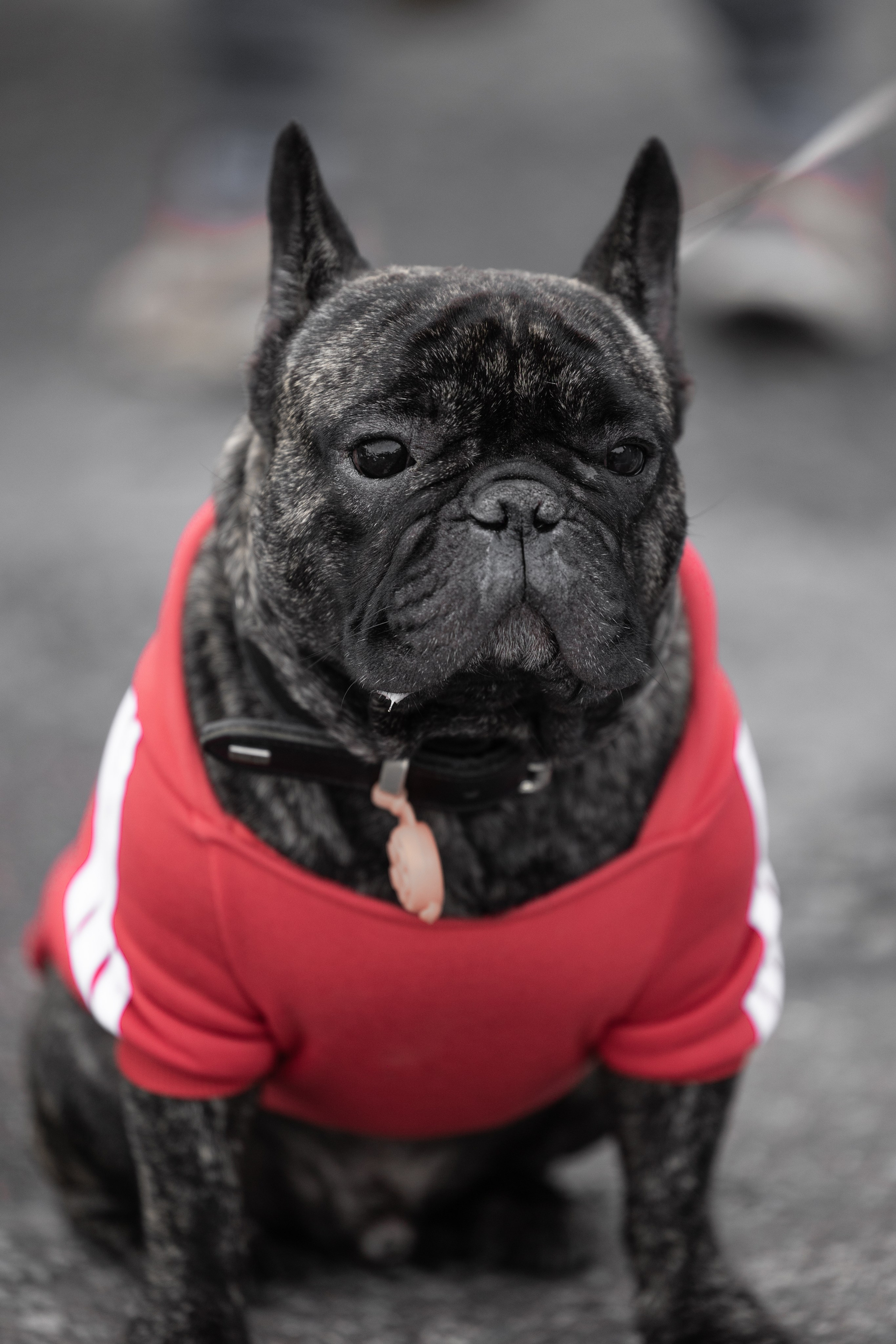 Кросс «Быстрый пёс», Балтийская Жемчужина. Главная