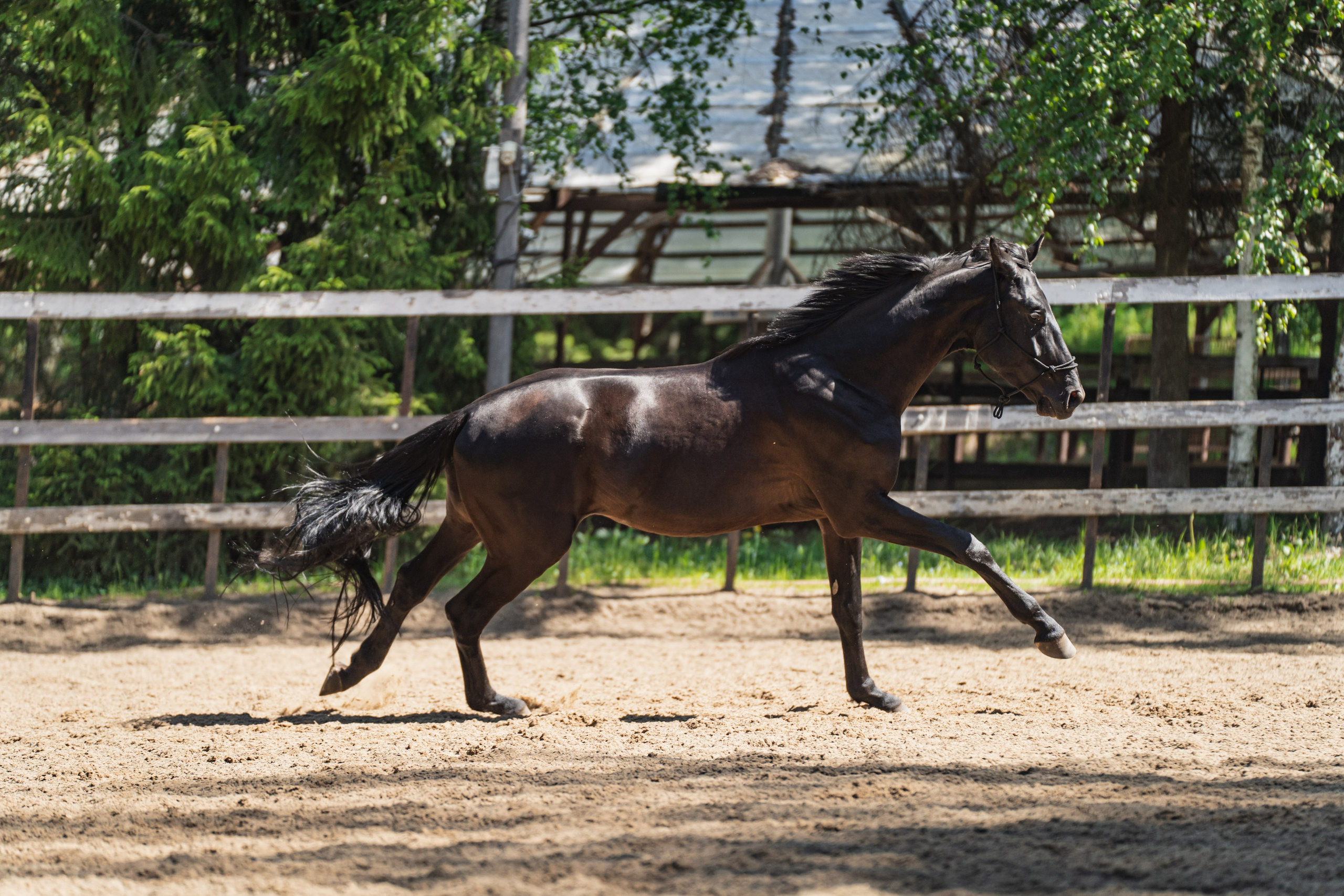 Конные фестивали и мероприятия. Фотограф в Москве Ленарская Дарья