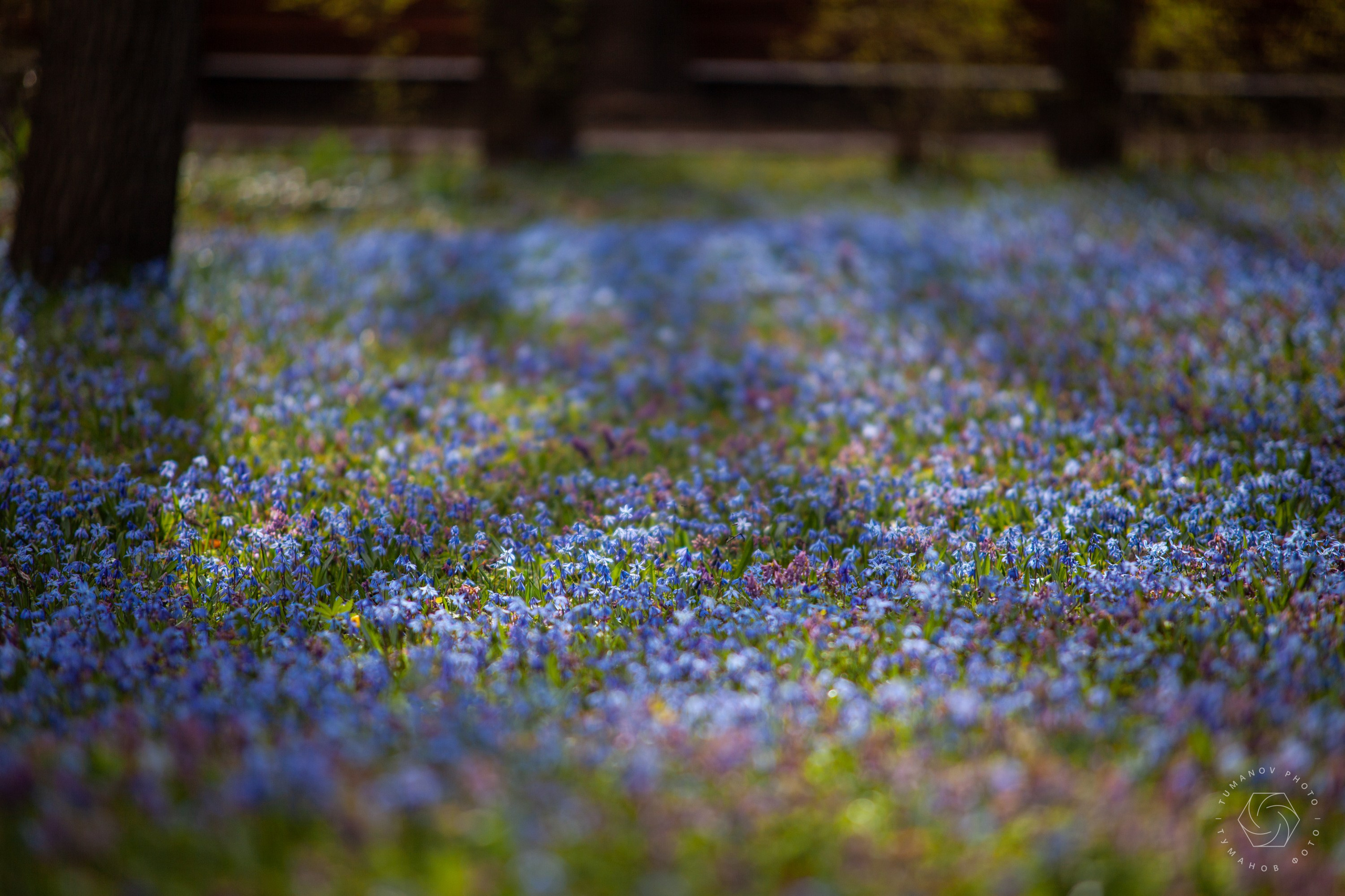 Усадьба Л. Н. Толстого в Хамовниках. Туманов Виталий — фотограф Москва