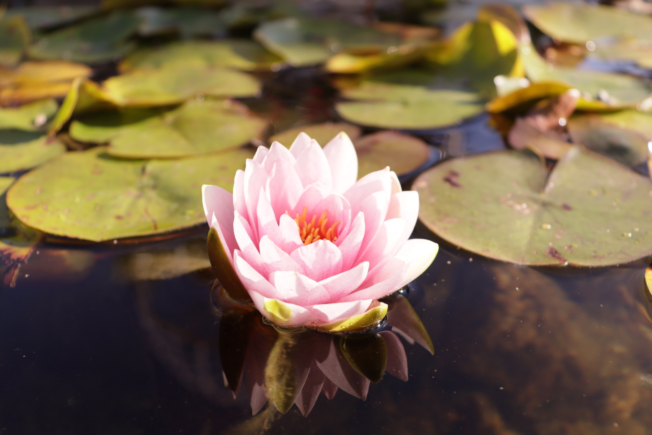 Город, пейзажи