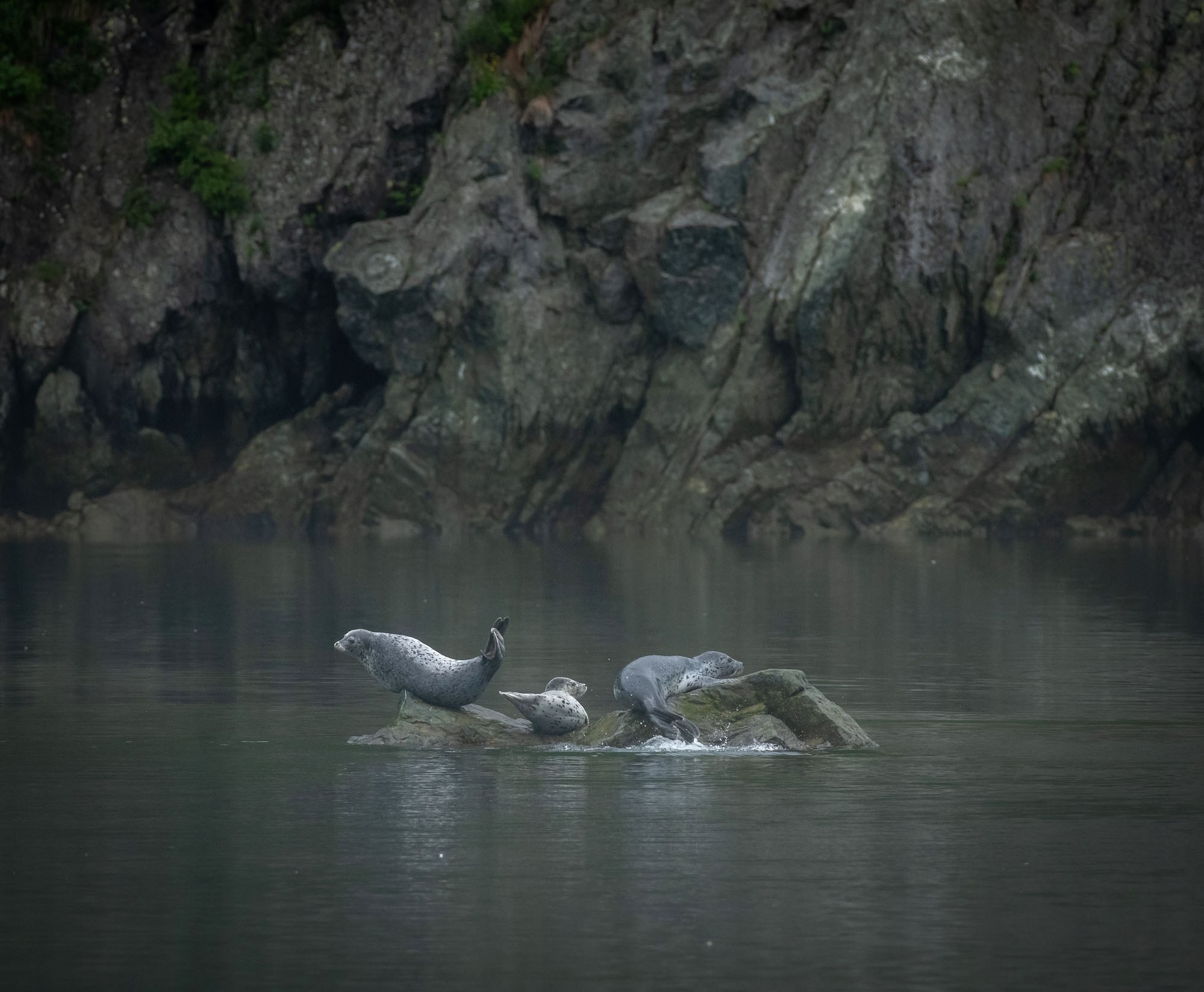 Фотографии животный мир России