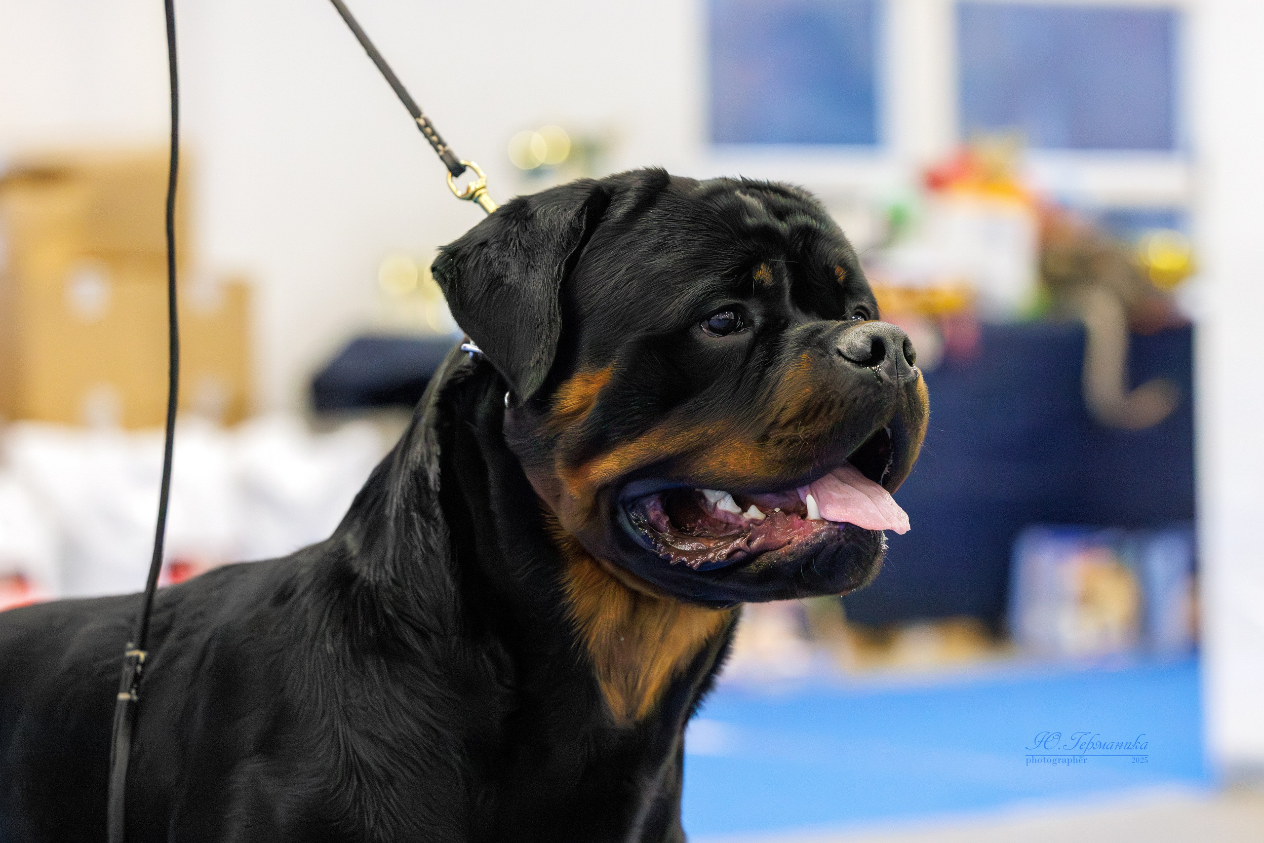 Питер ротвейлеры 18.01,Крокус 19.01.2025. Фотограф-анималист Юлия Германика