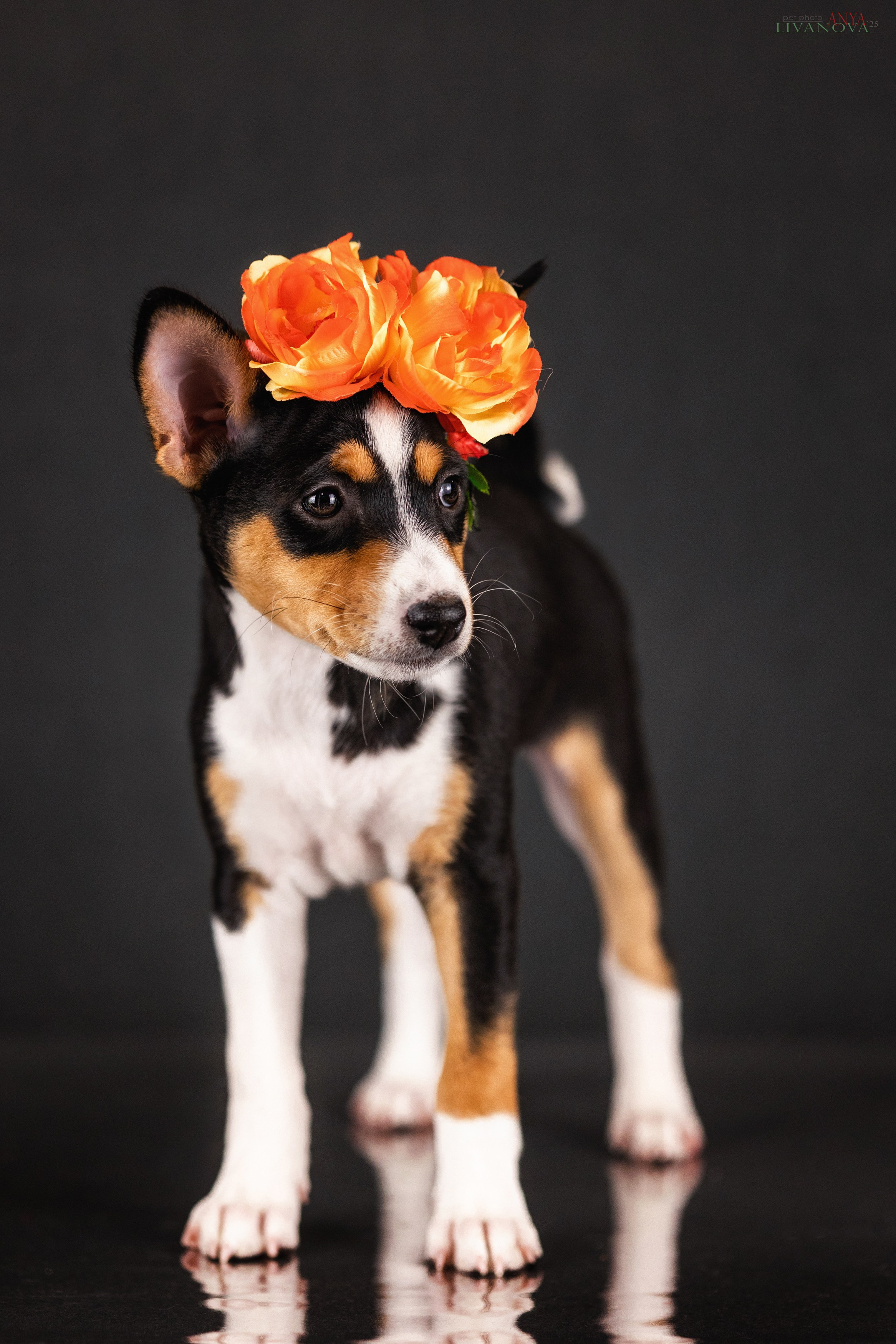 Басенджи. Фотограф анималист Аня Ливанова | Рыбинск