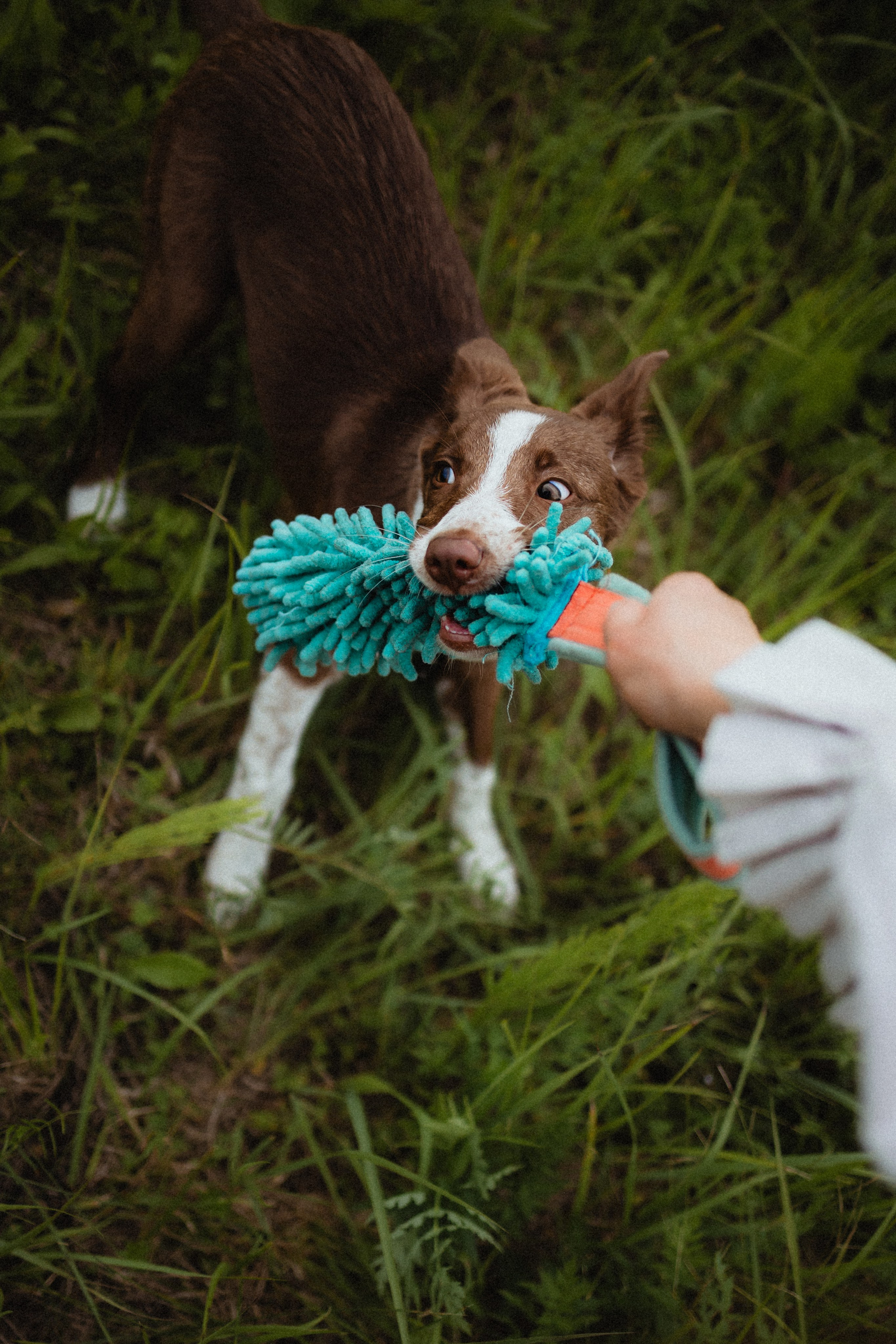 Выездной дог-тренинг от школы «Шерсть имею»