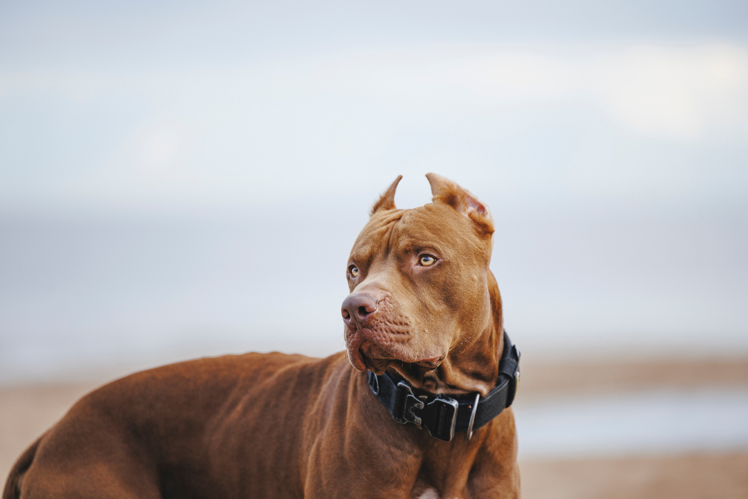 Яна и Энди. Фотограф-анималист Анна Маринич