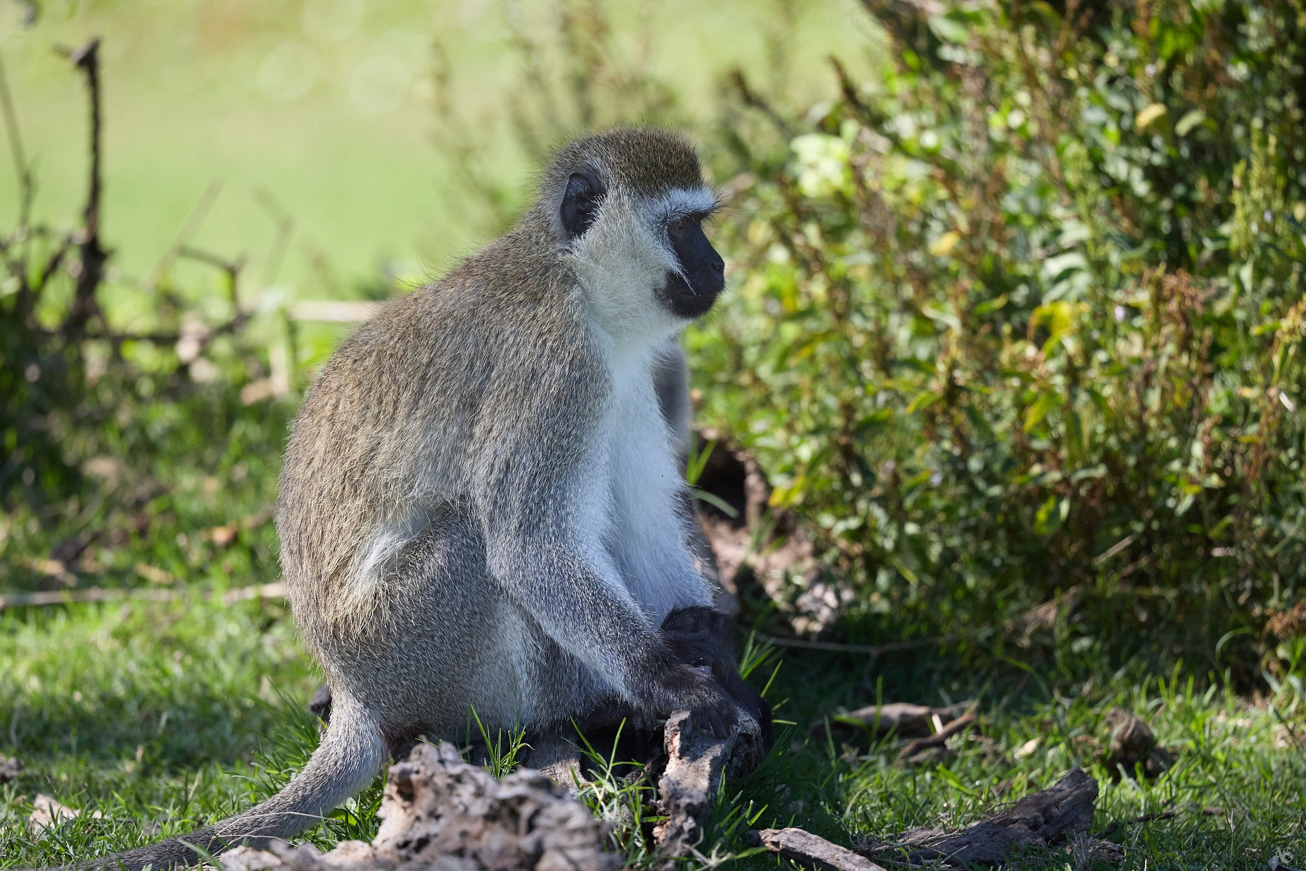 Верветка, она же Vervet