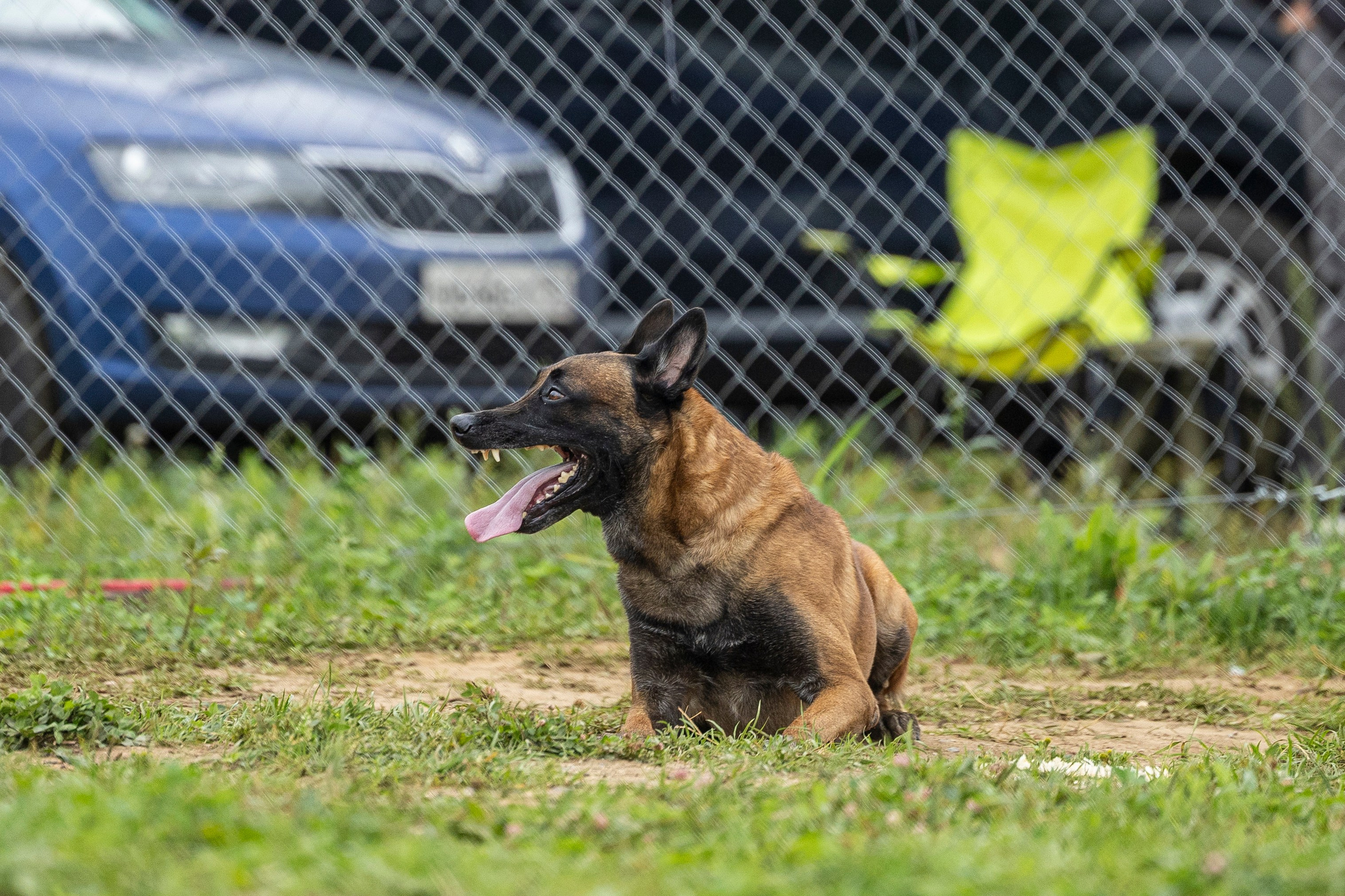 Соревнования по Мондьорингу г. Вологда 10-11.08.2024. Фотограф-анималист Анна Маринич