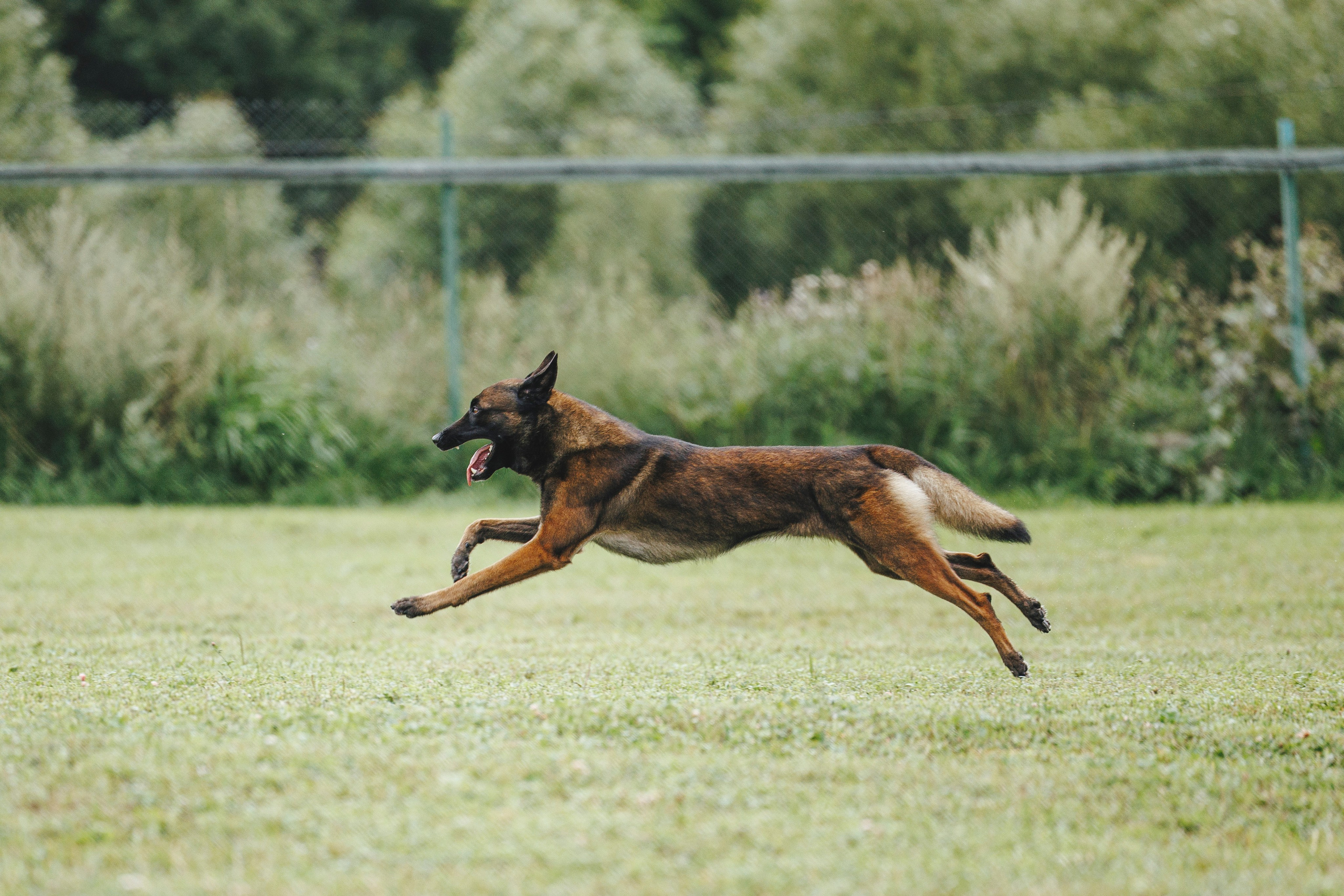 08.08.25-10.08.25 ЧР по мондьорингу г. Вологда. Фотограф-анималист Анна Маринич
