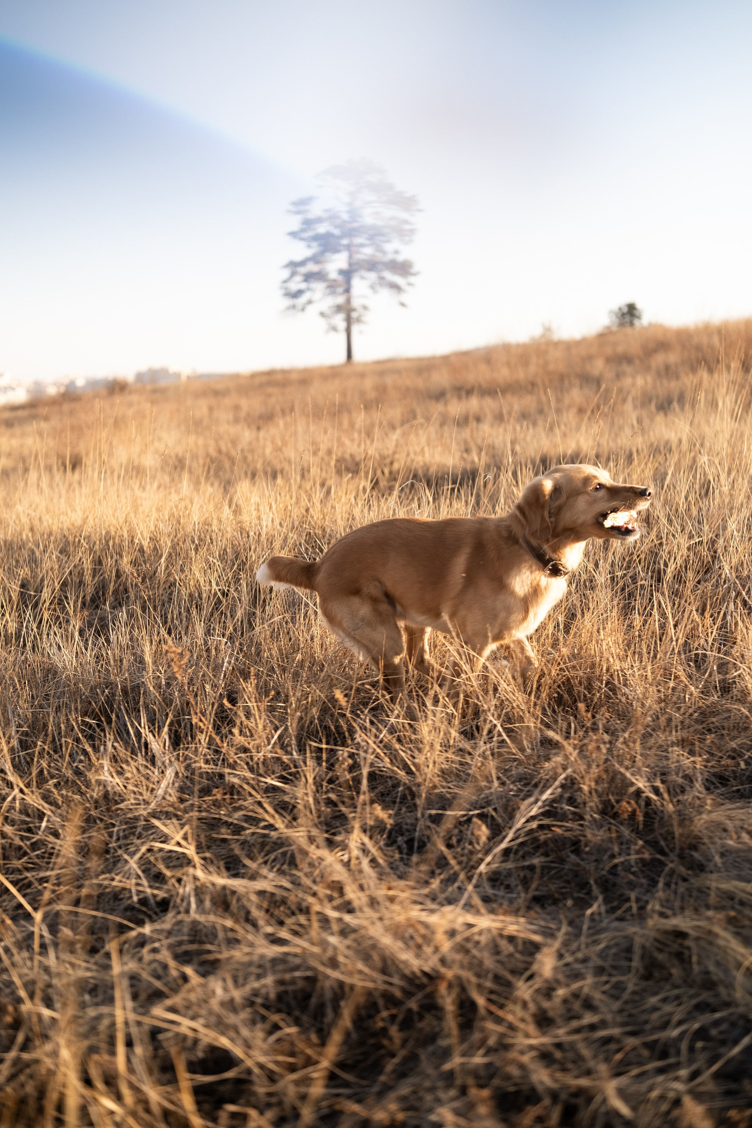 Фотосессия с собакой. Портретный фотограф в Чите Анна Камратова. Помогу Вам создать историю, в которой Вы — главный герой!