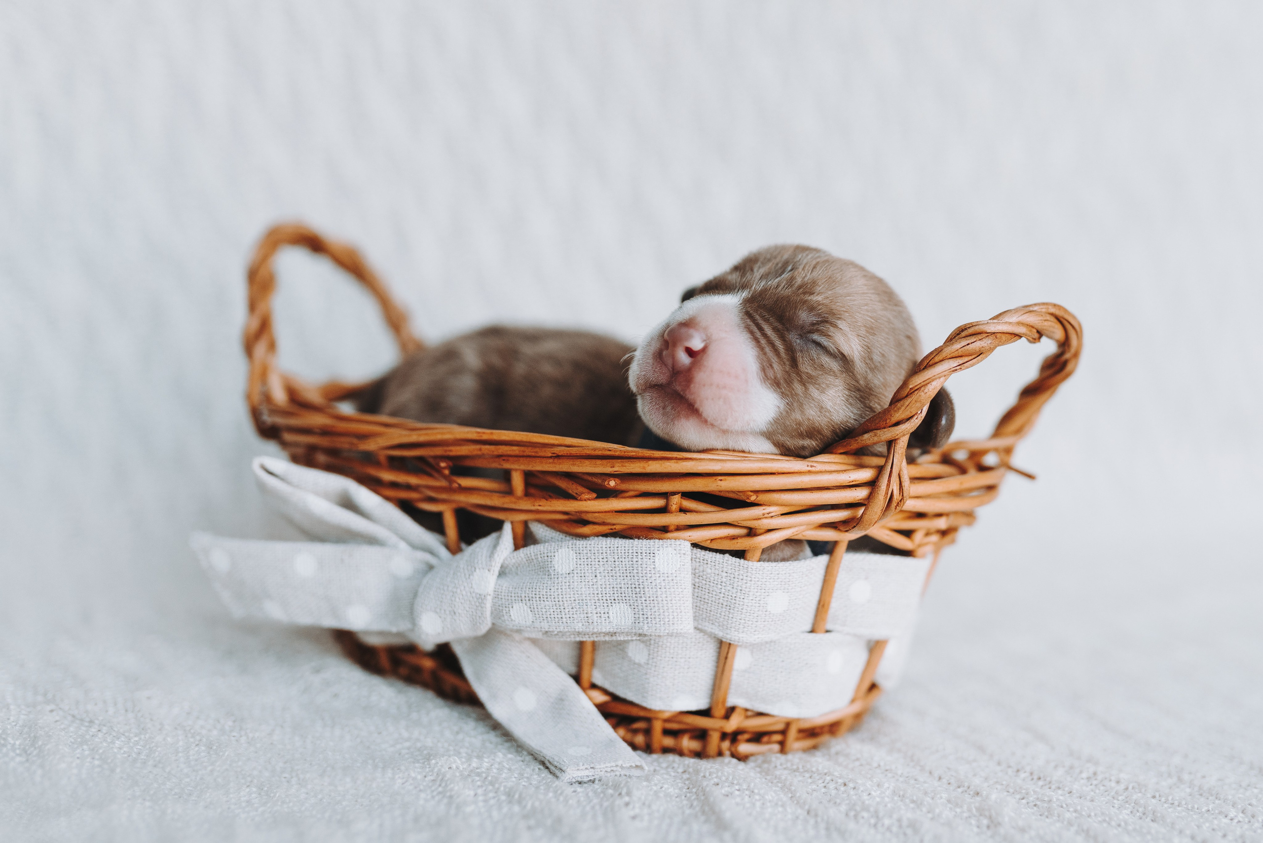 Прайтеры. Фотограф анималист Осипчикова Мария