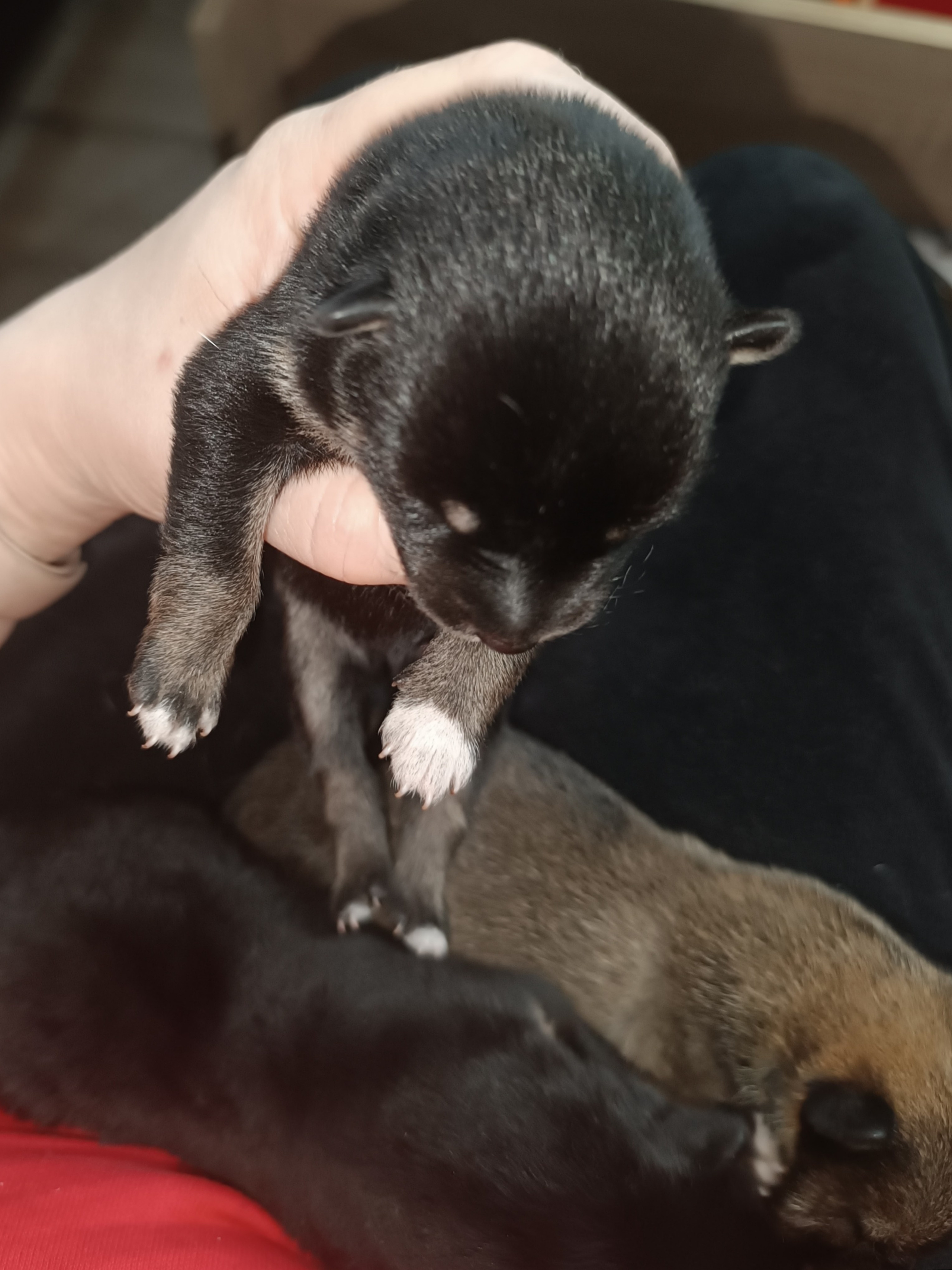 сиба питомник Рубилайт щенки на продажу rubylight  сиба щенки купить СПб Санкт-Петербург 