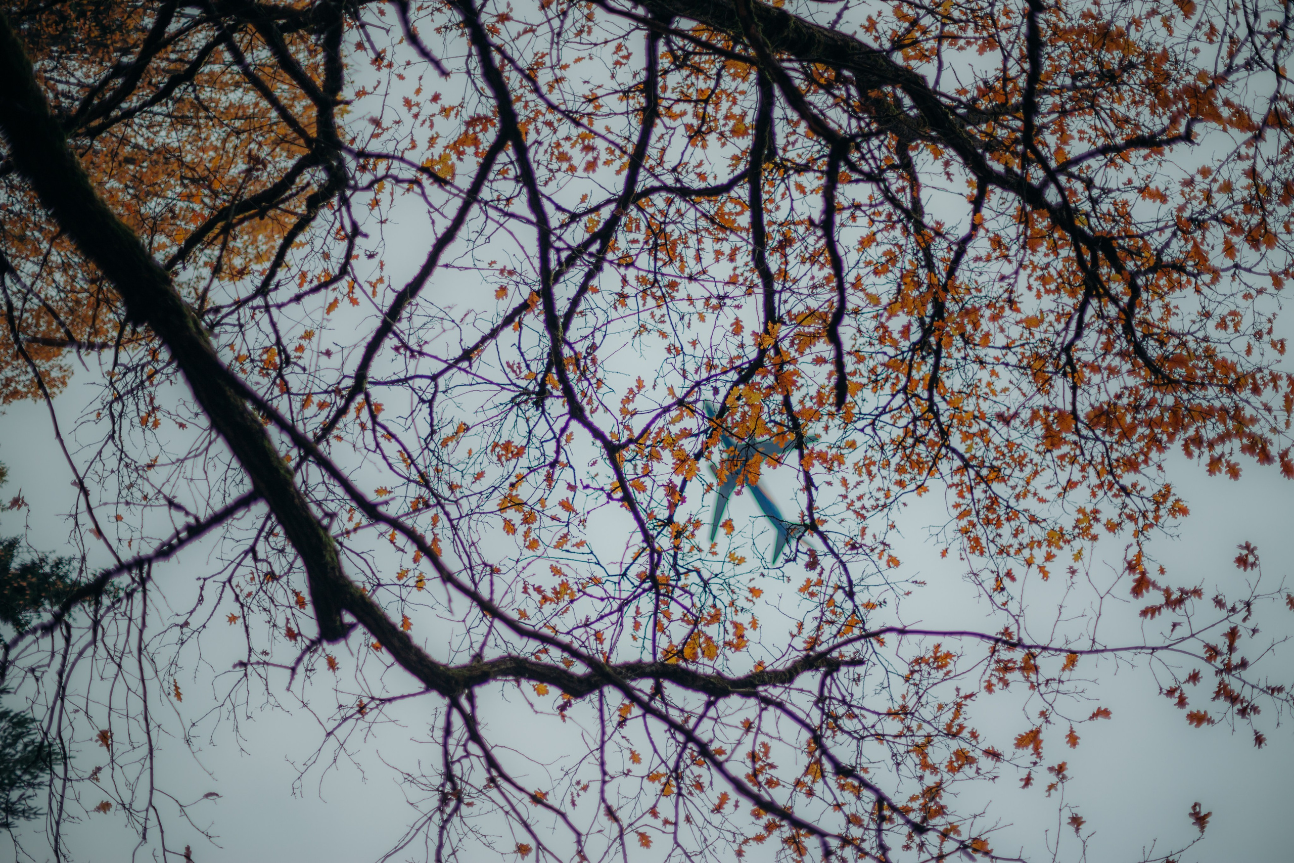 Александра. Главная