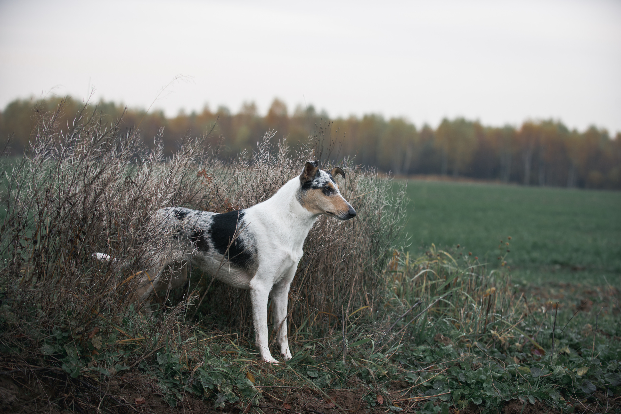 Фотограф-анималист Наталья Светличная