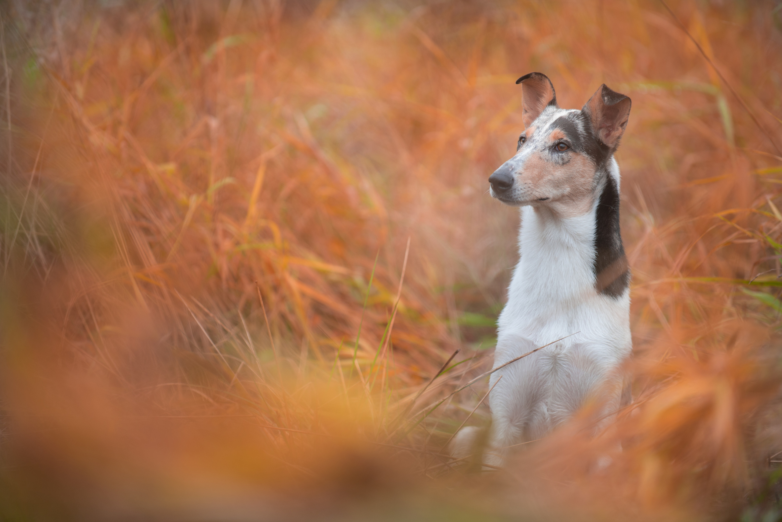 Фотограф-анималист Наталья Светличная