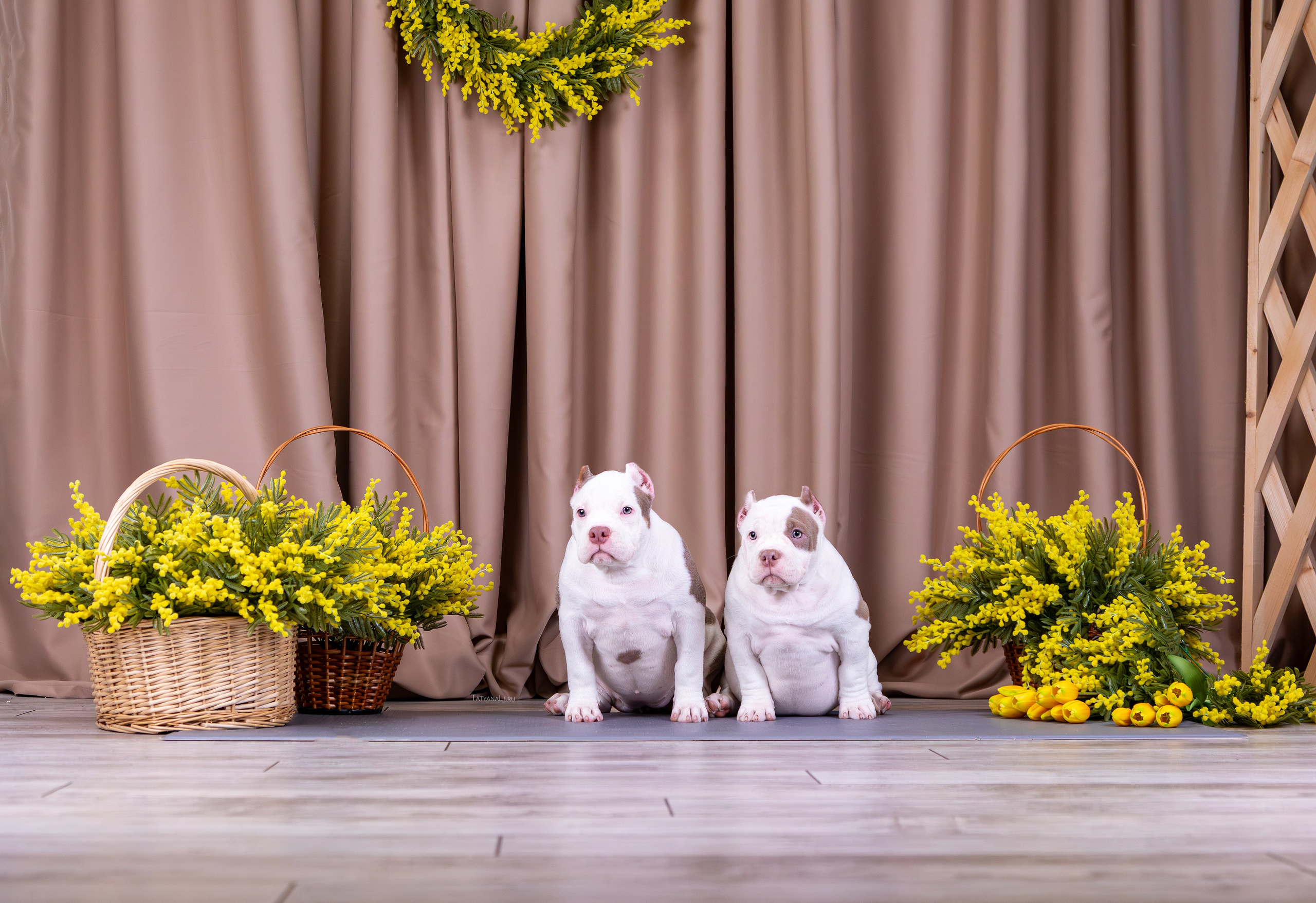 Американский булли. Фотограф — анималист Татьяна Ли