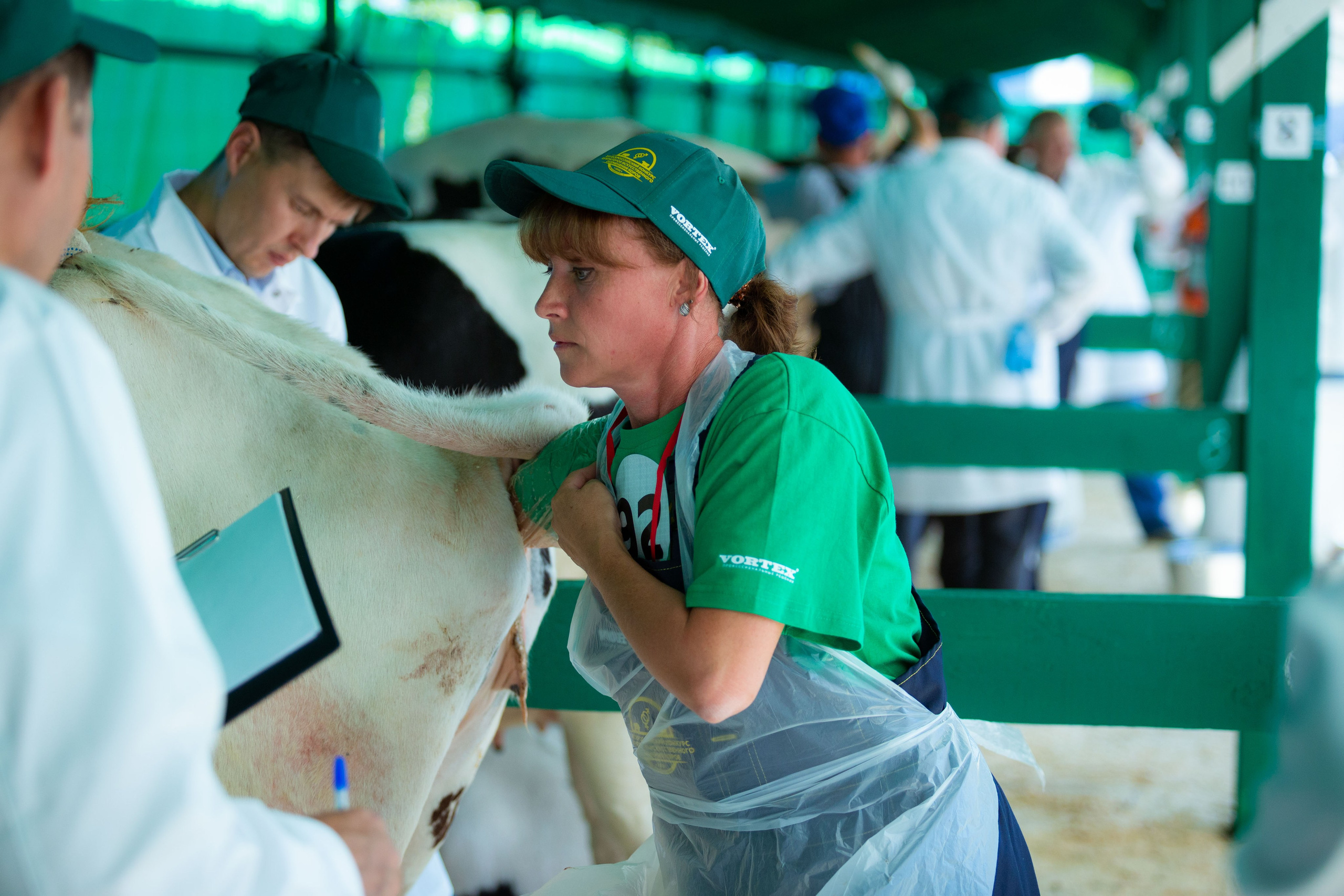 Конкурс операторов осеменения коров [17-18 августа 2022 г.]. Фотограф Виноградов Константин