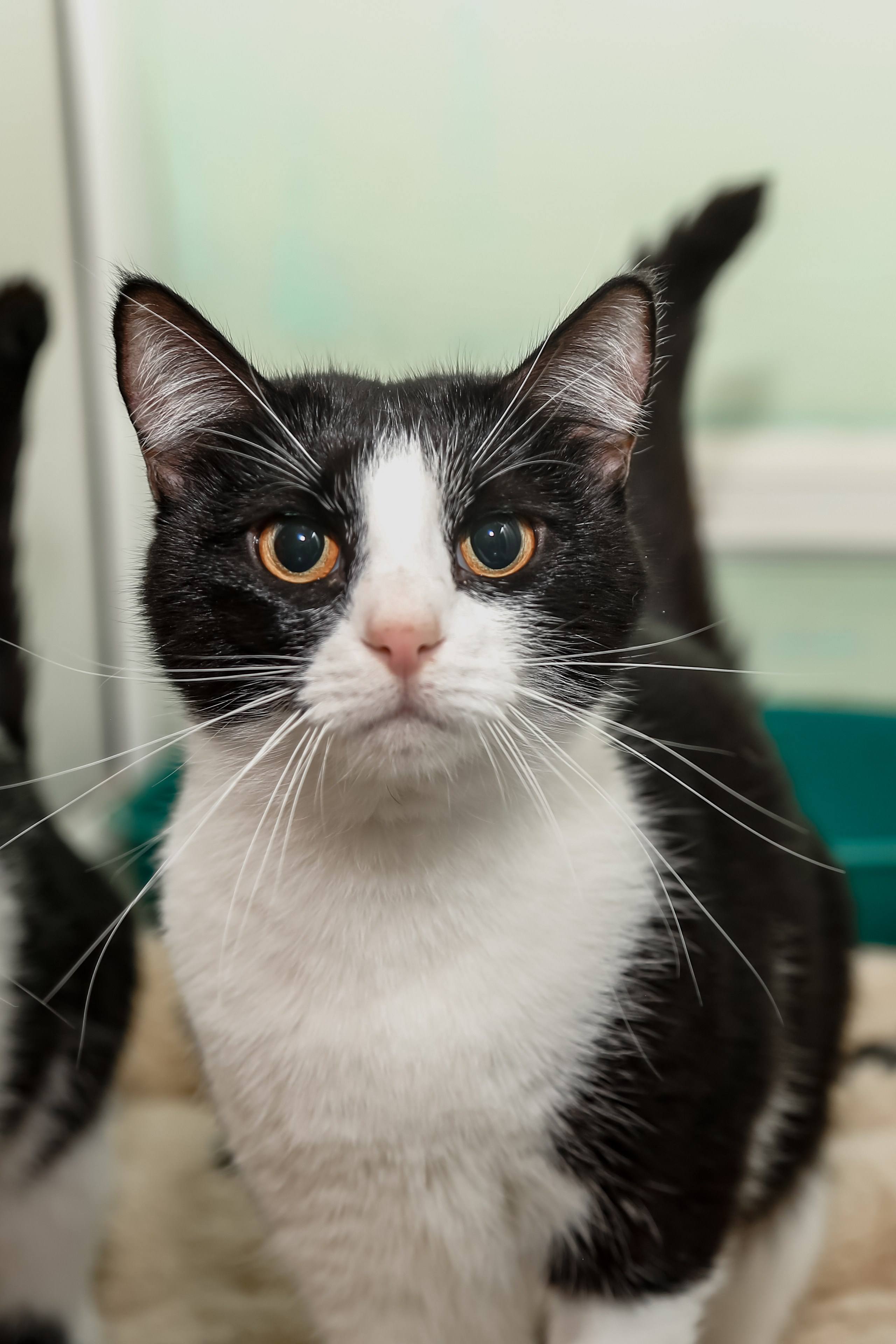 Приют Кошкин Дом Филимоша. Ваш фотограф в Оренбурге Рощупкина Екатерина