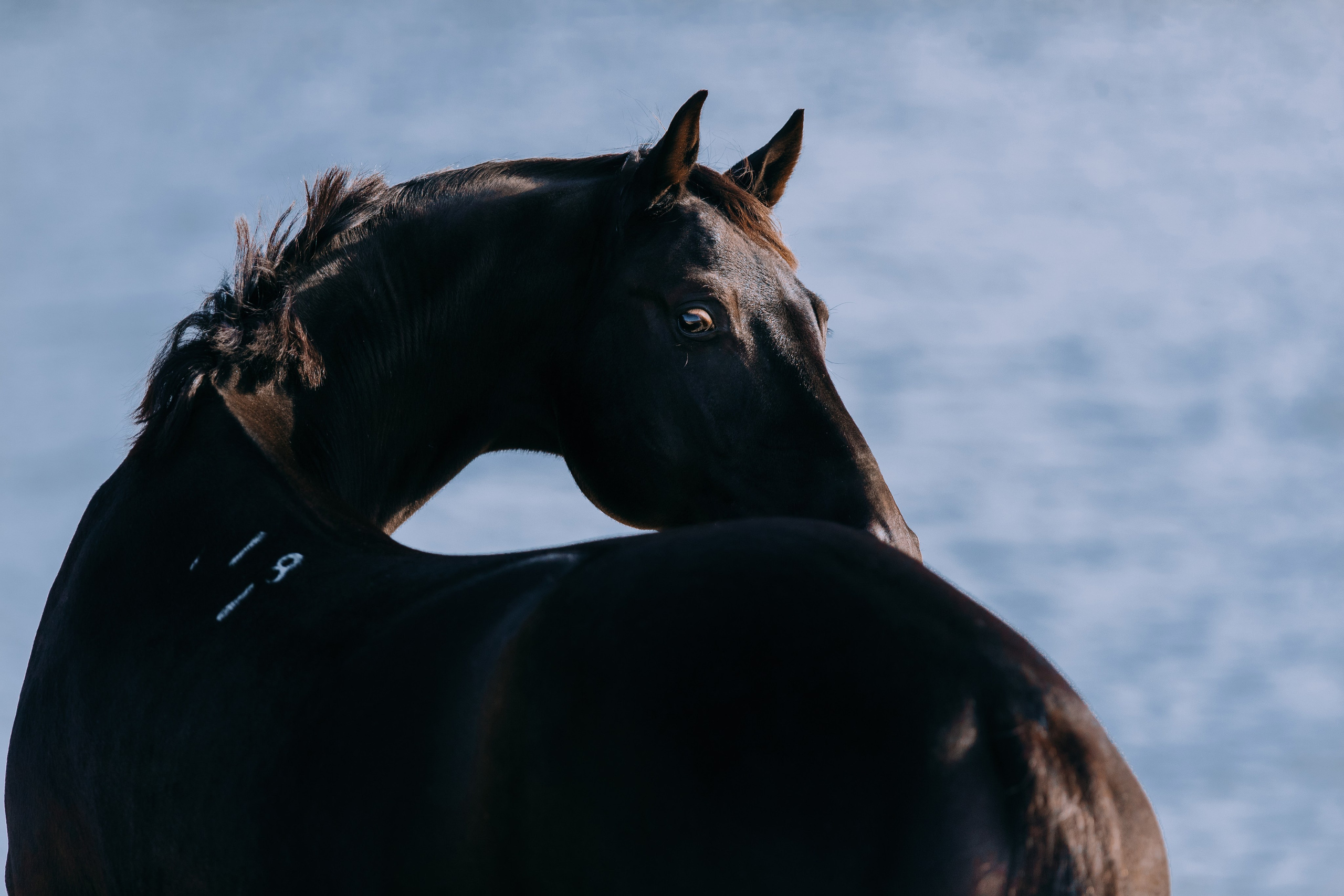 На природе. Фотограф-анималист Ксендзова Кристина