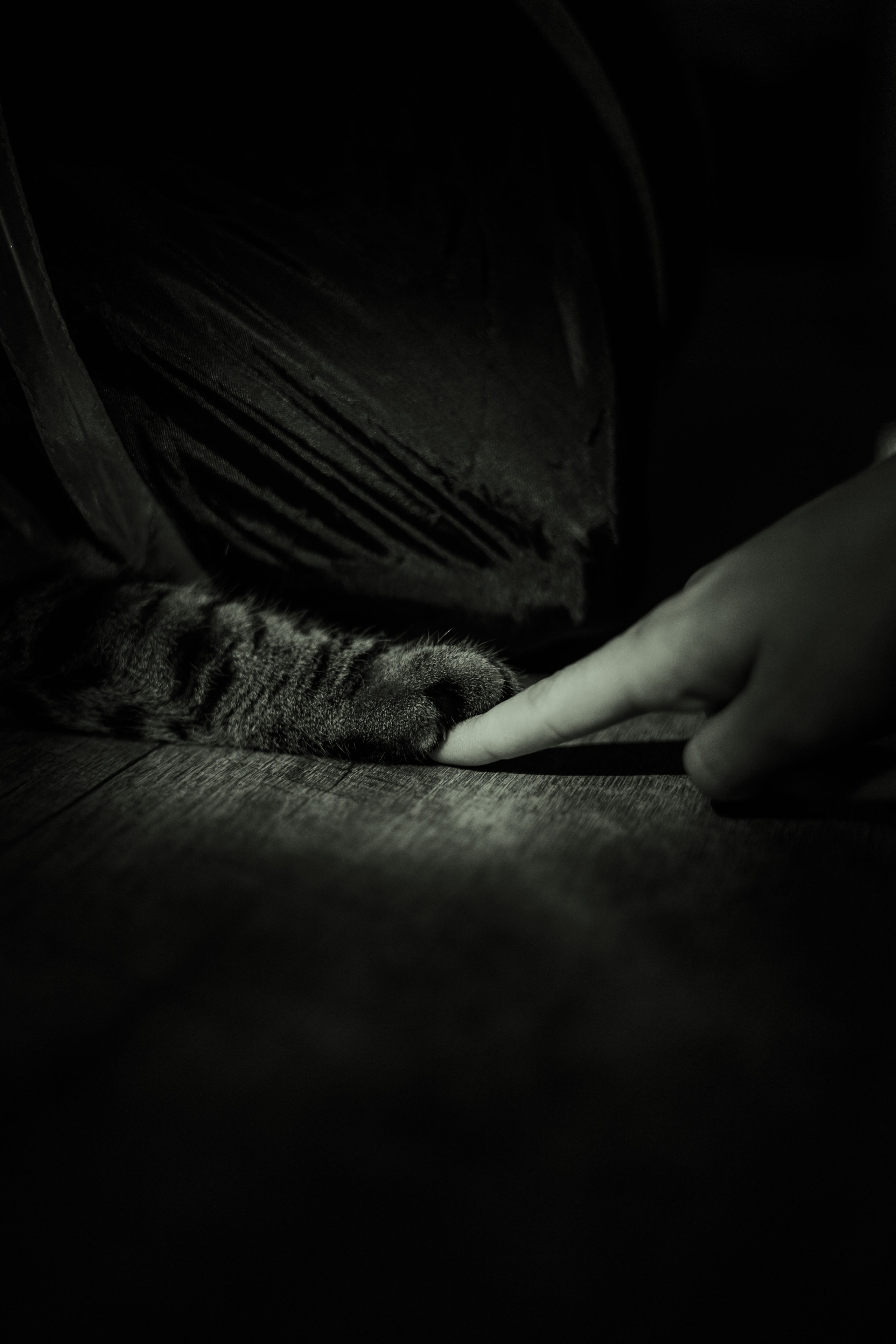 Иксик, Маффин и Надя. Фотограф Анималист Екатерина Справцева в Нижнем Новгороде