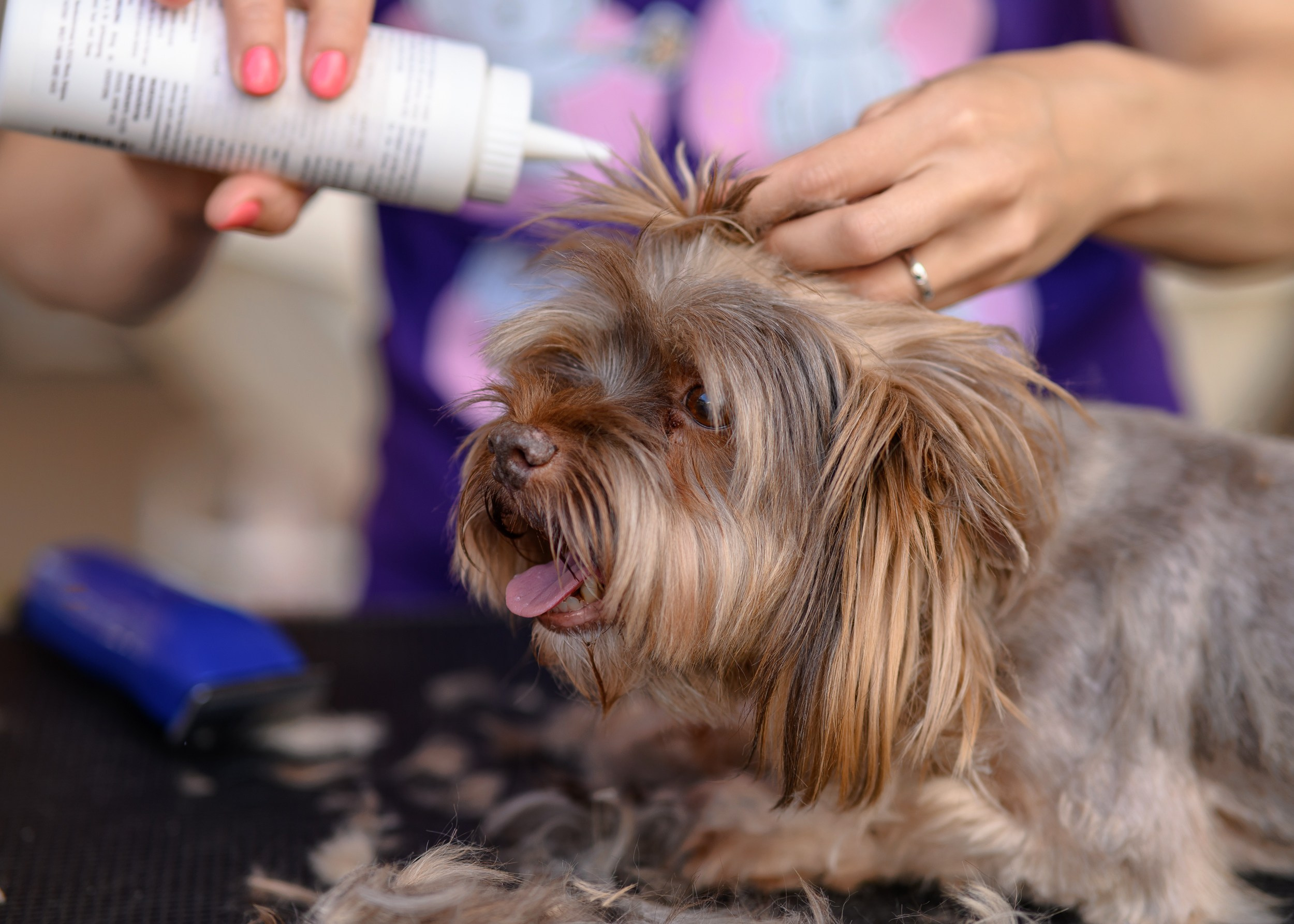 СобачийФест_РынокНаГоре_10082024. Фотограф Александр Данилов