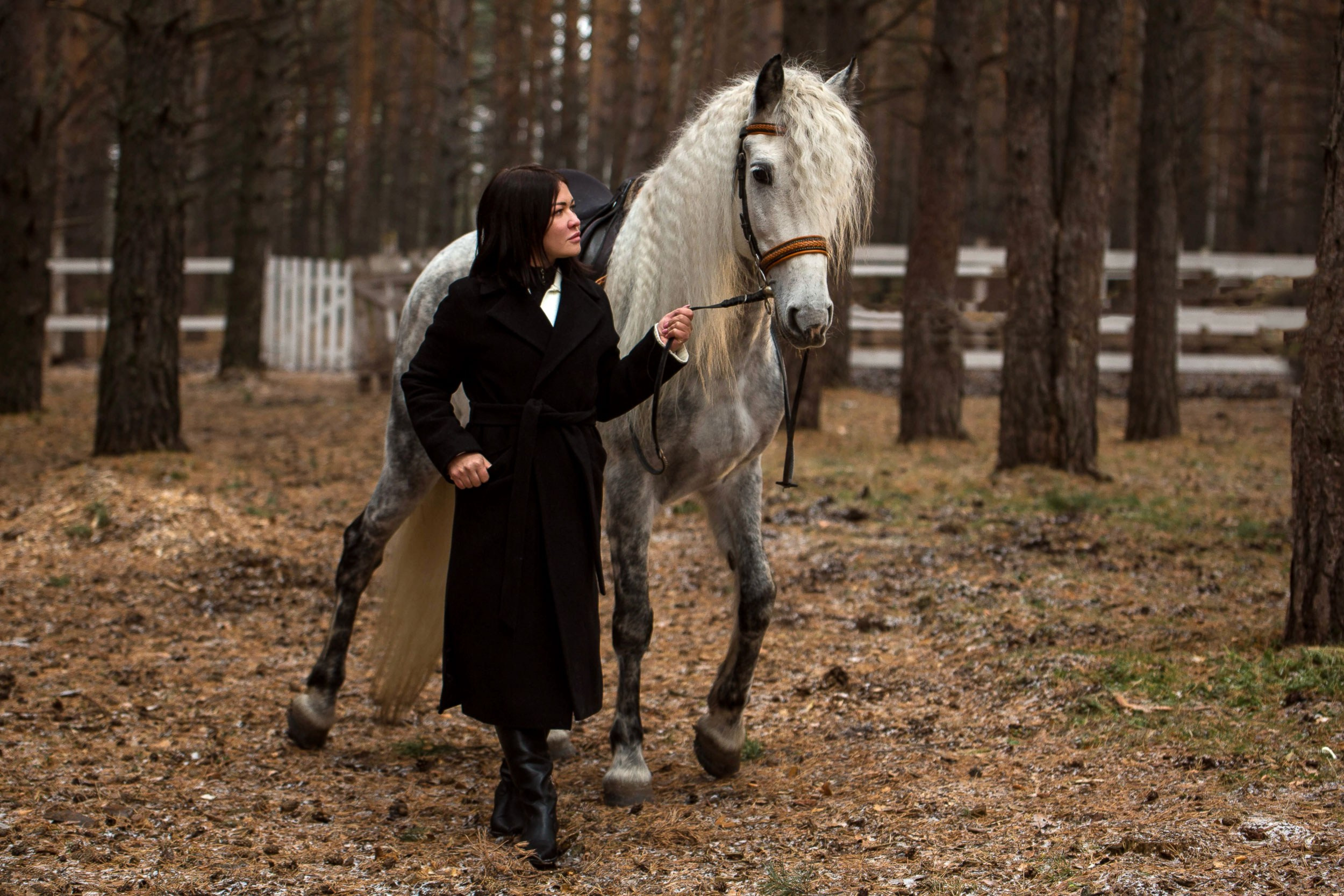 Феникс. Конный фотограф в Красноярске — Любовь Похабова