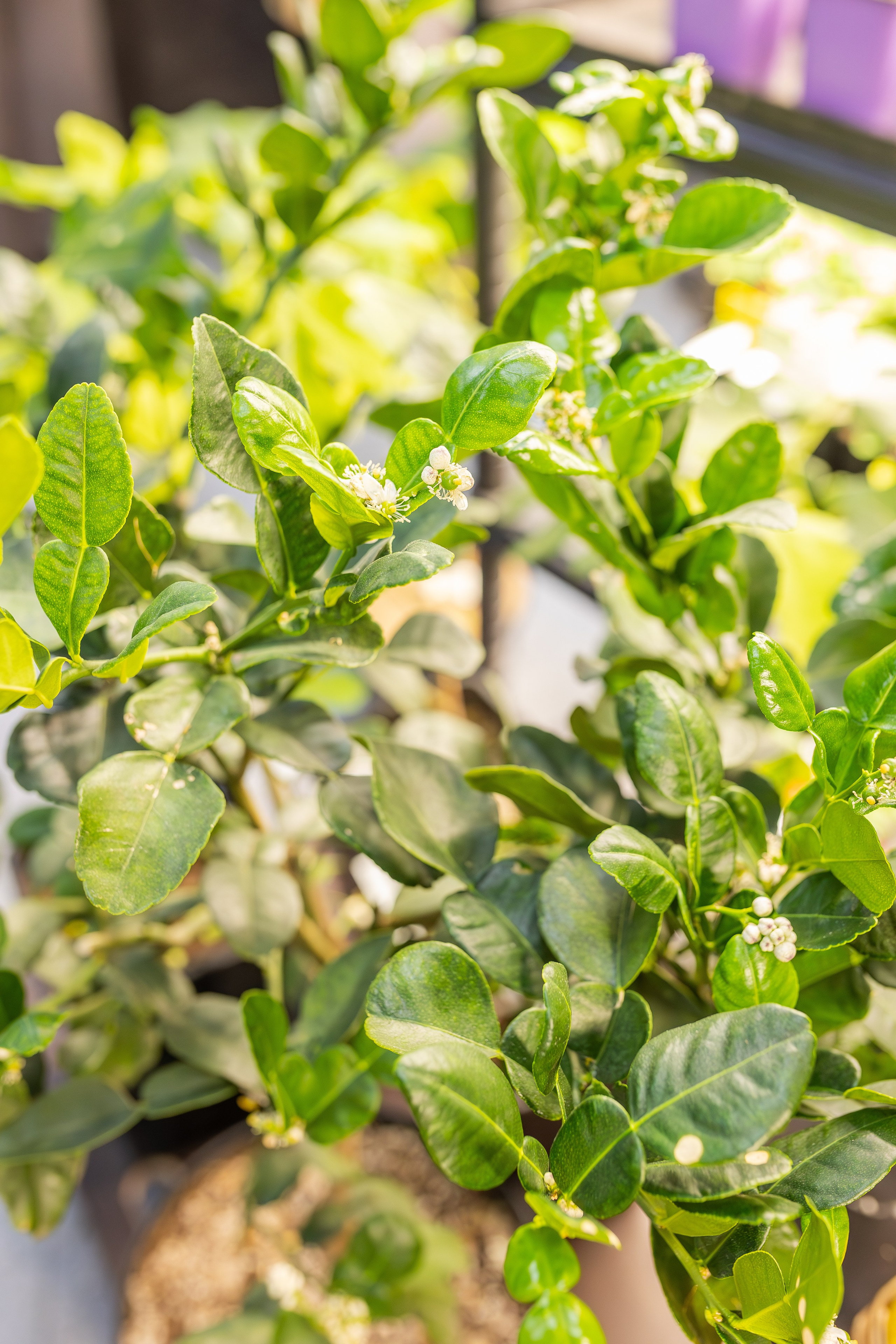 Монстериум апрель 2026. Александра Куликова фотограф, Москва