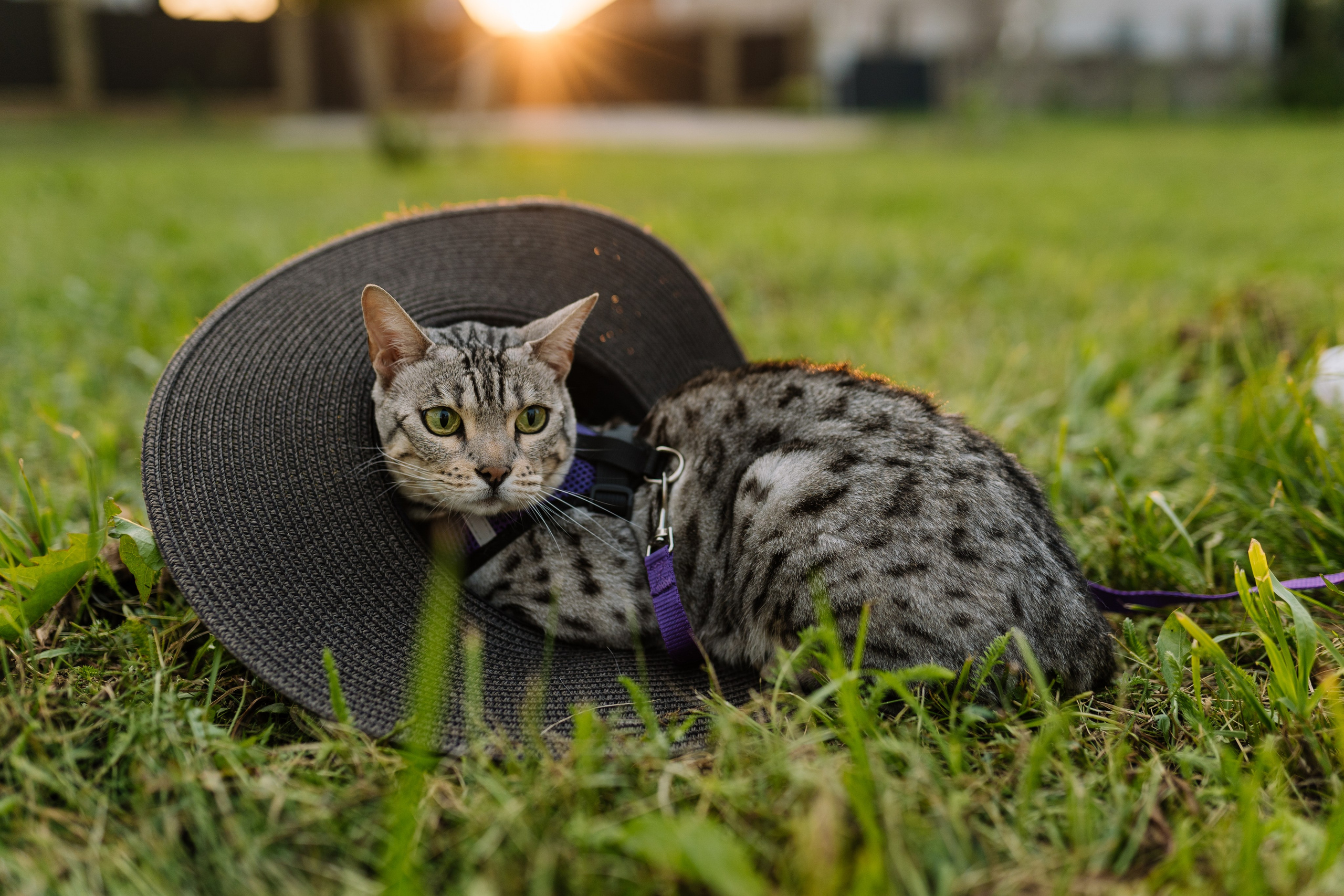 Диана и Элис