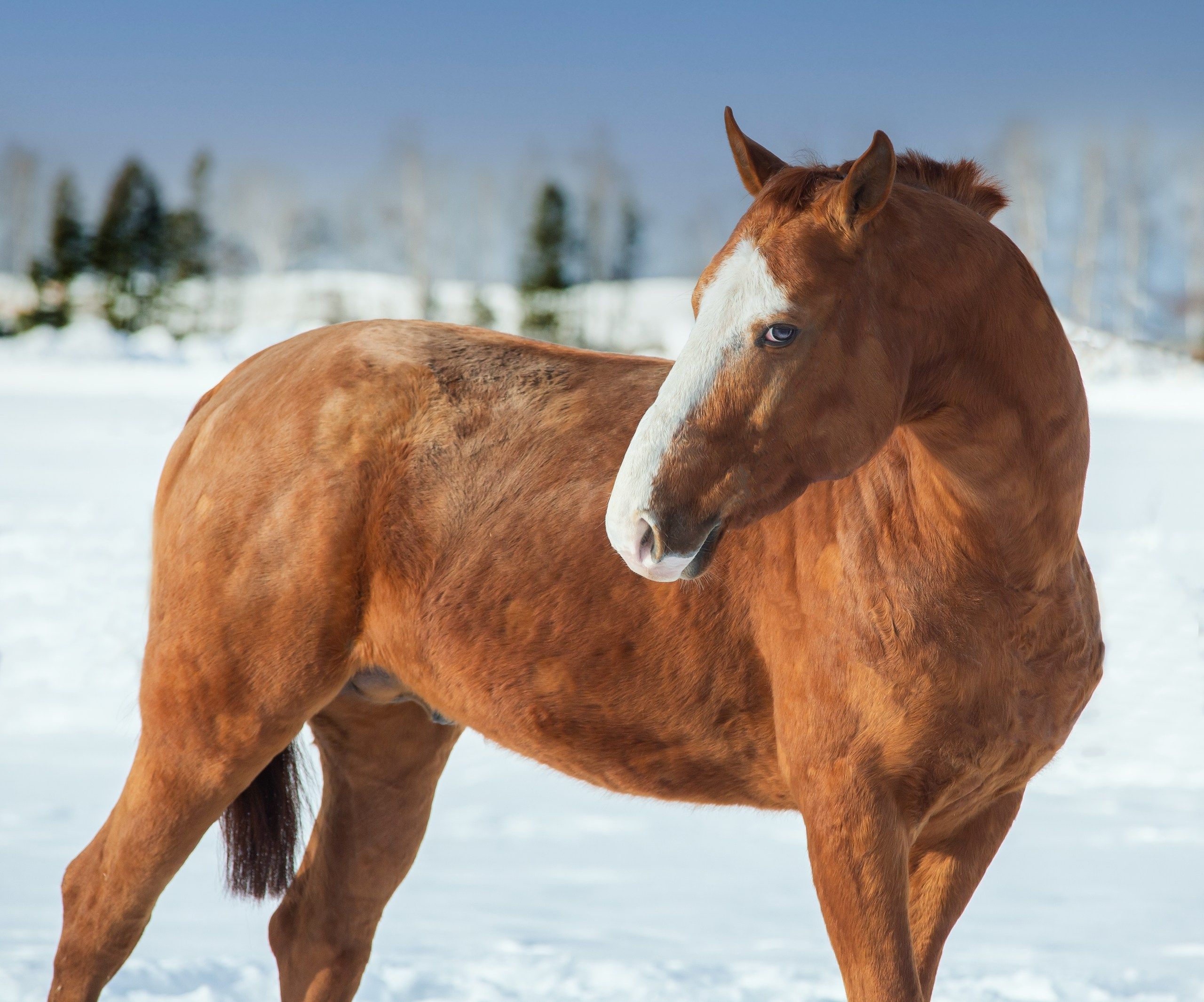 Проект " Донское золото России». Конный фотограф Юлия Дроздова