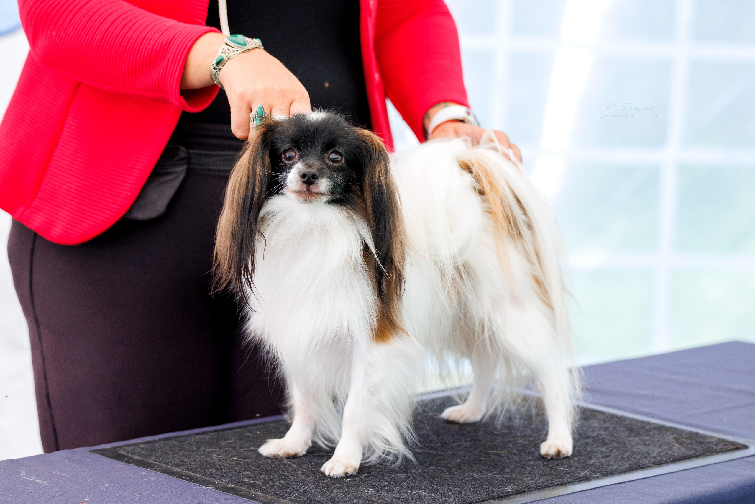 Астана 2хCACIB 17-18.08.2024. Фотограф-анималист Юлия Германика