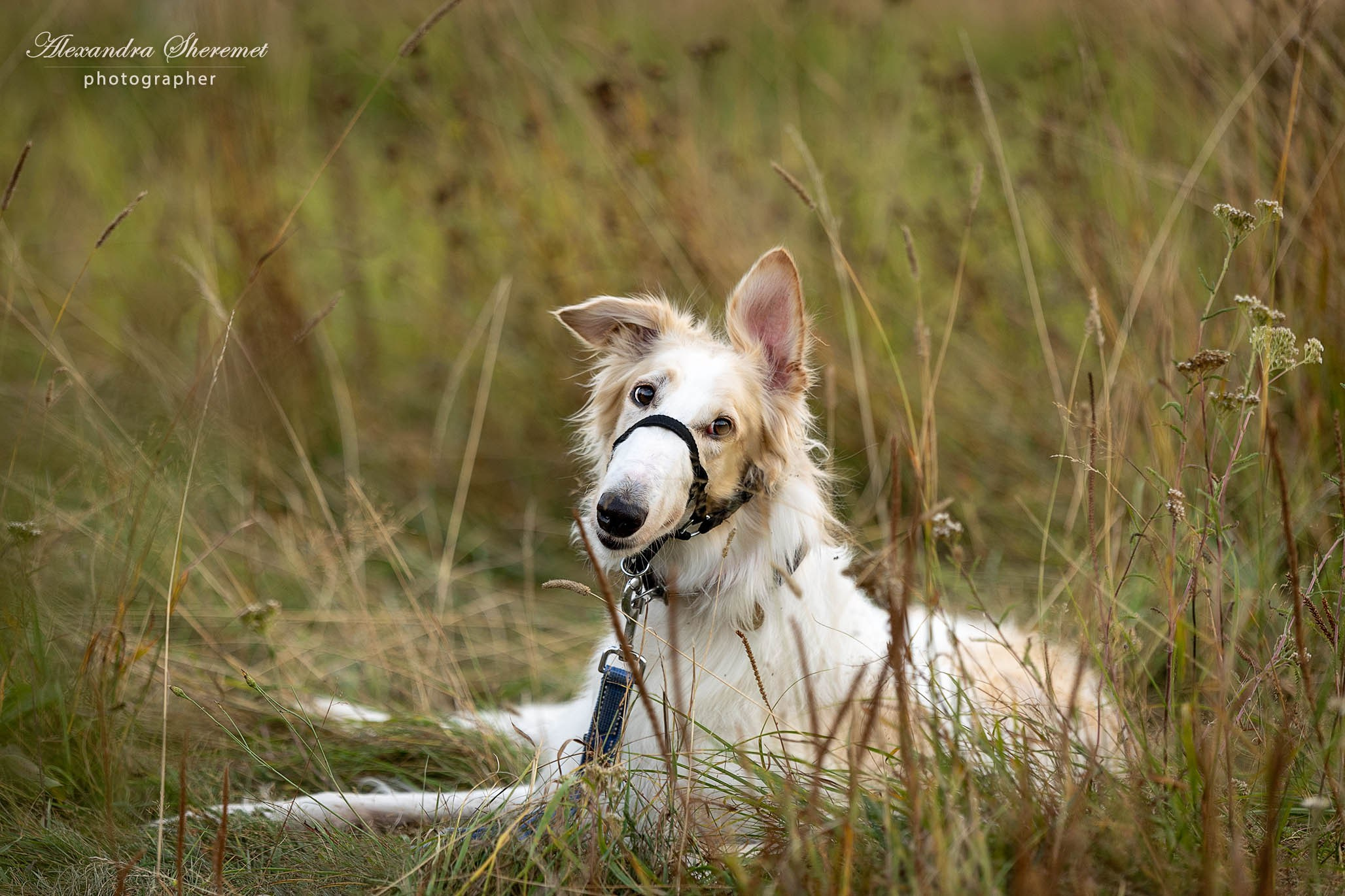 Борзые. Фотограф-анималист Александра Шеремет