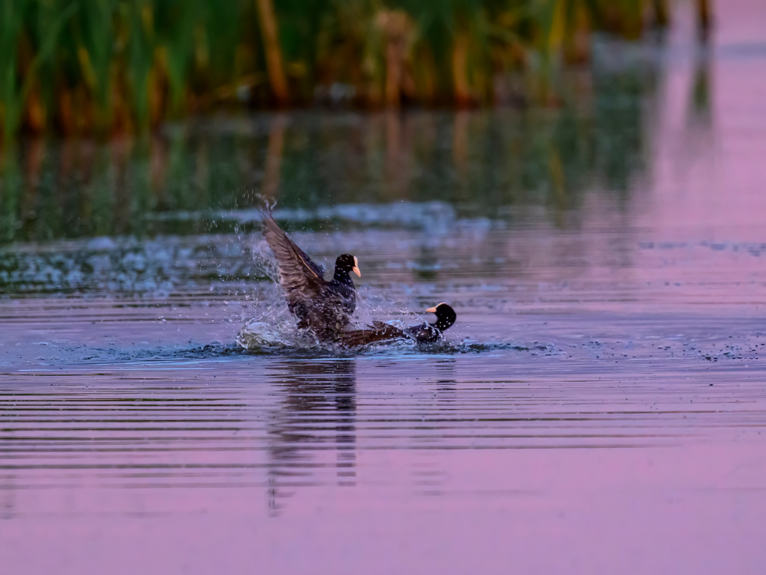 Драки лысух и лунь. Wildlife photography by Sergey Puponin