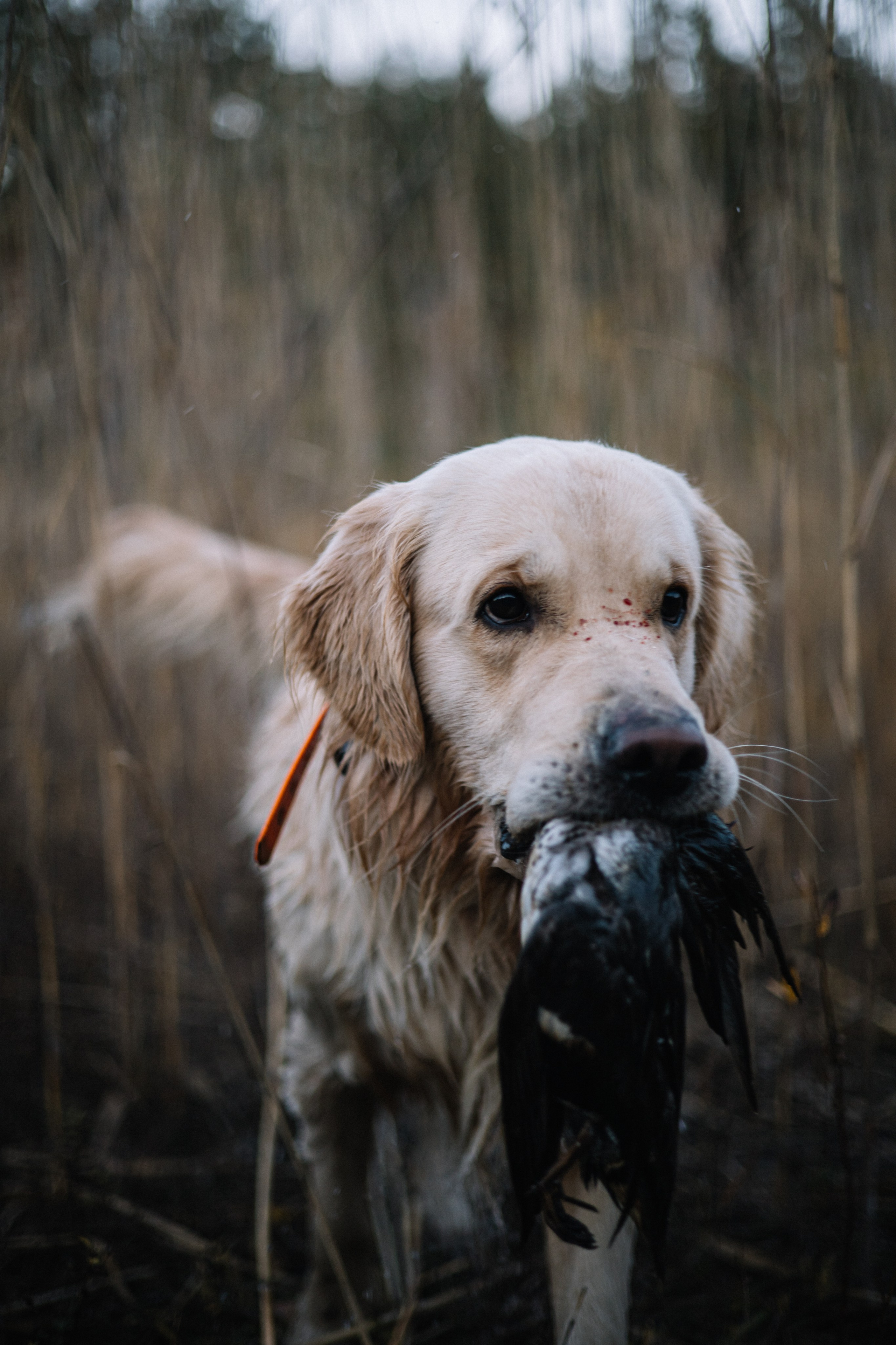 Для охотника