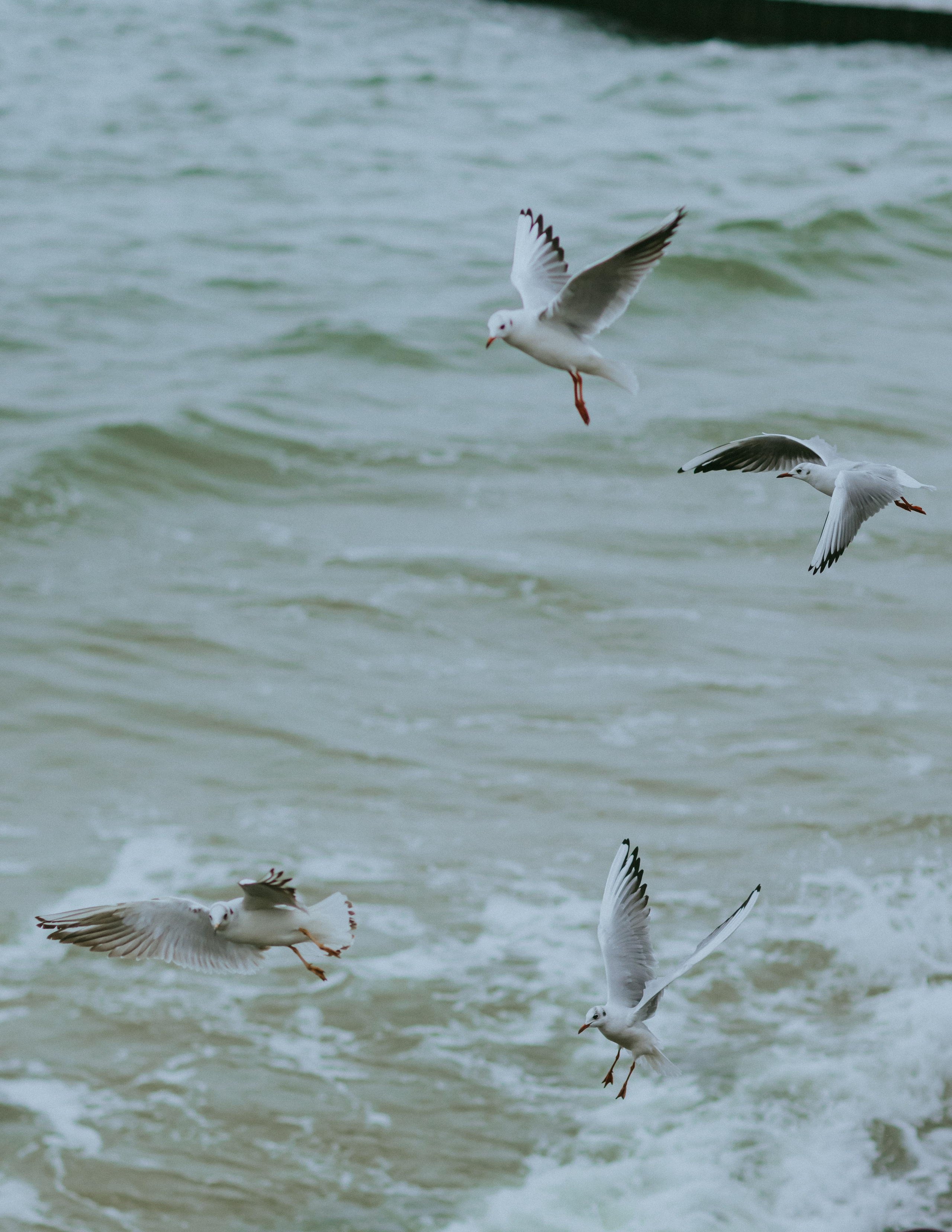 Хмурый февраль для Валентины. Фотограф Зеленоградск Красильникова Елена