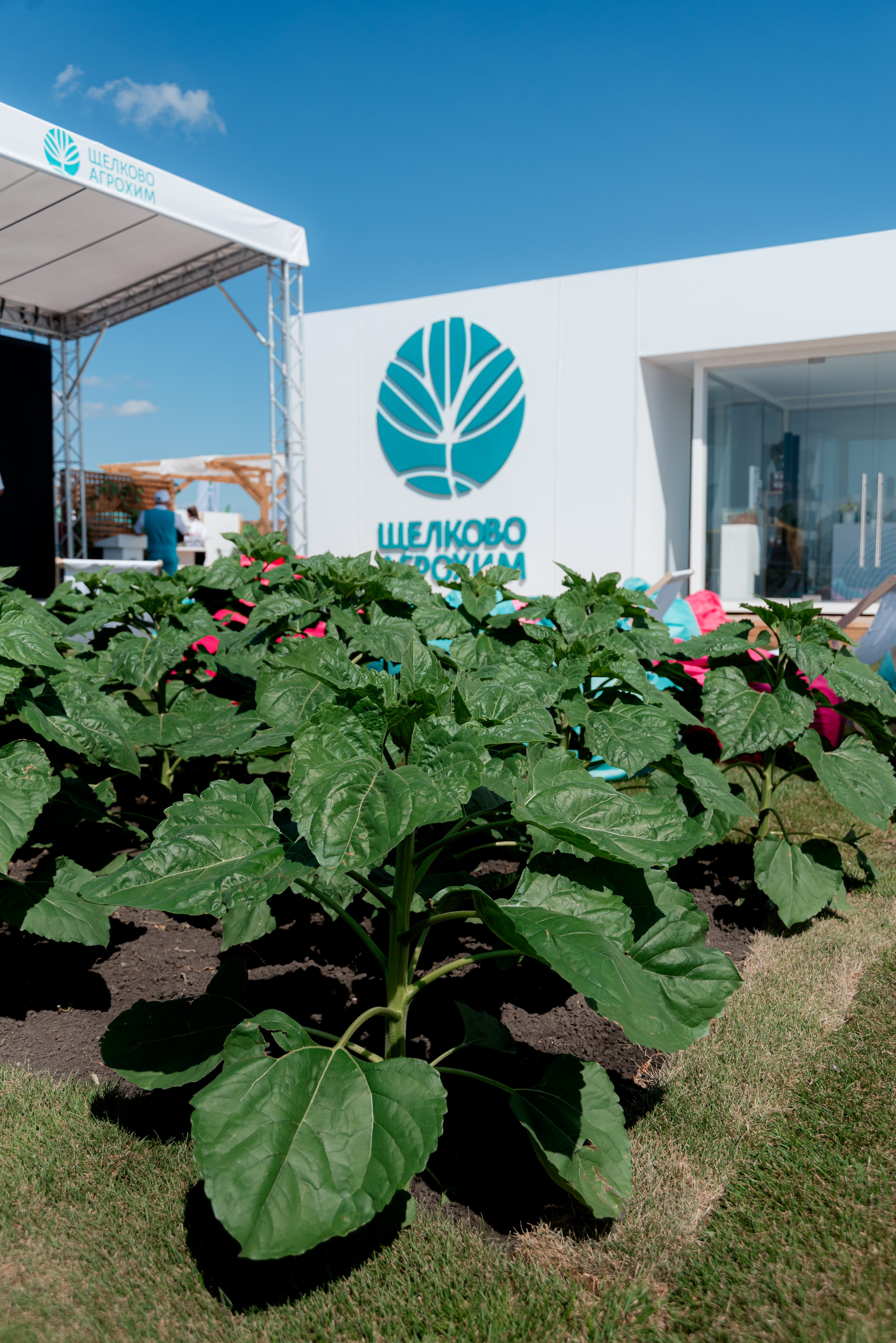 День Поля 2025. Фотограф в Волгограде и Волжском Александр Горбань