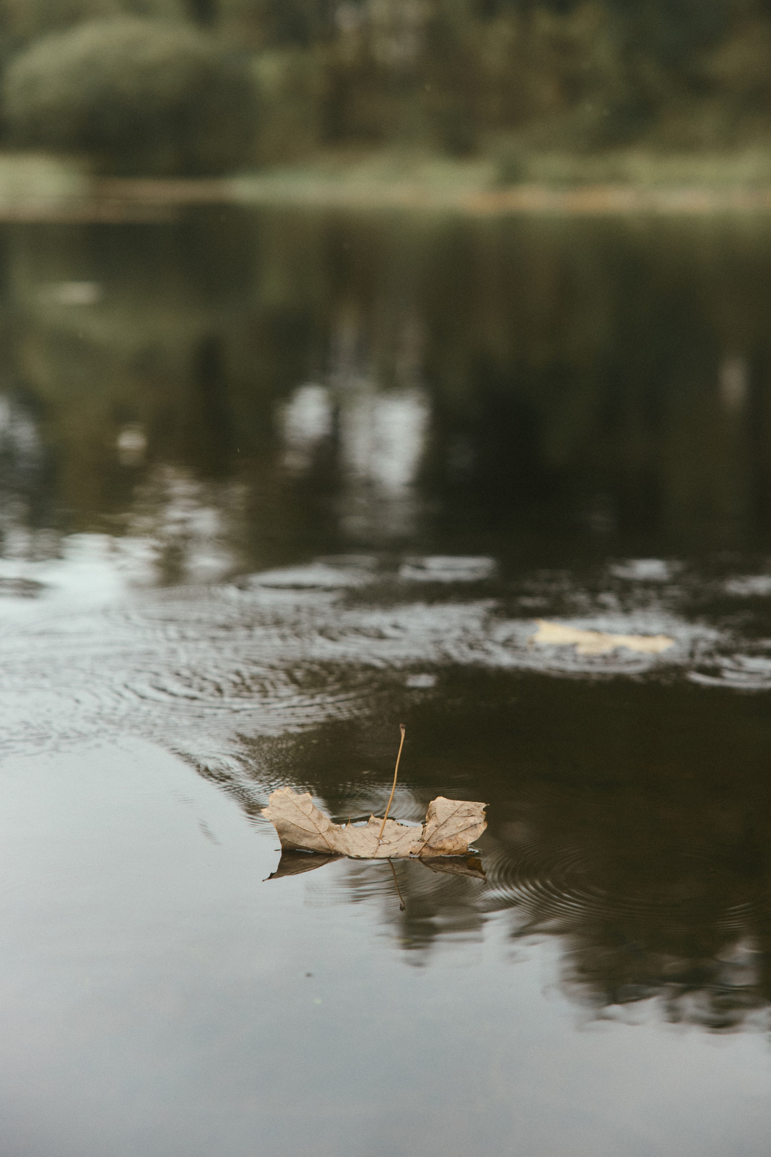 Дима + Юля + Гриша + Ариша. Семейный и детский фотограф Юлия Шох