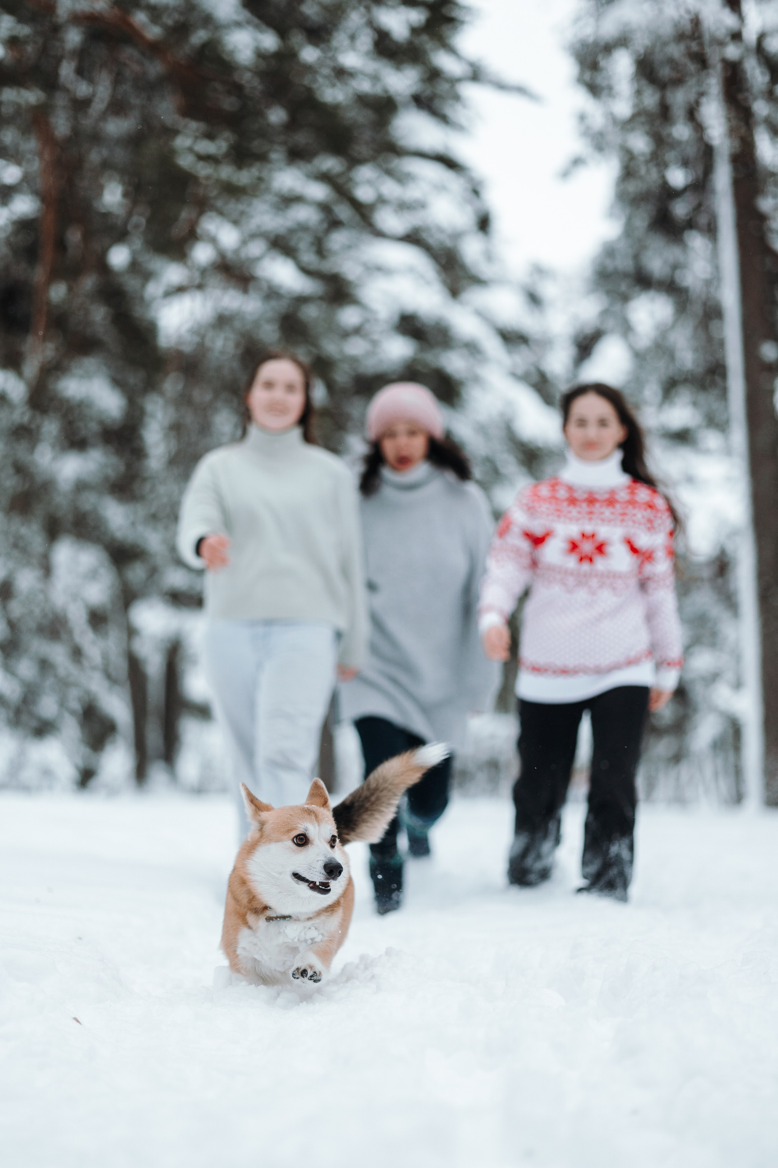 Оливка и ее семья. Фотограф — Анималист | Санкт-Петербург