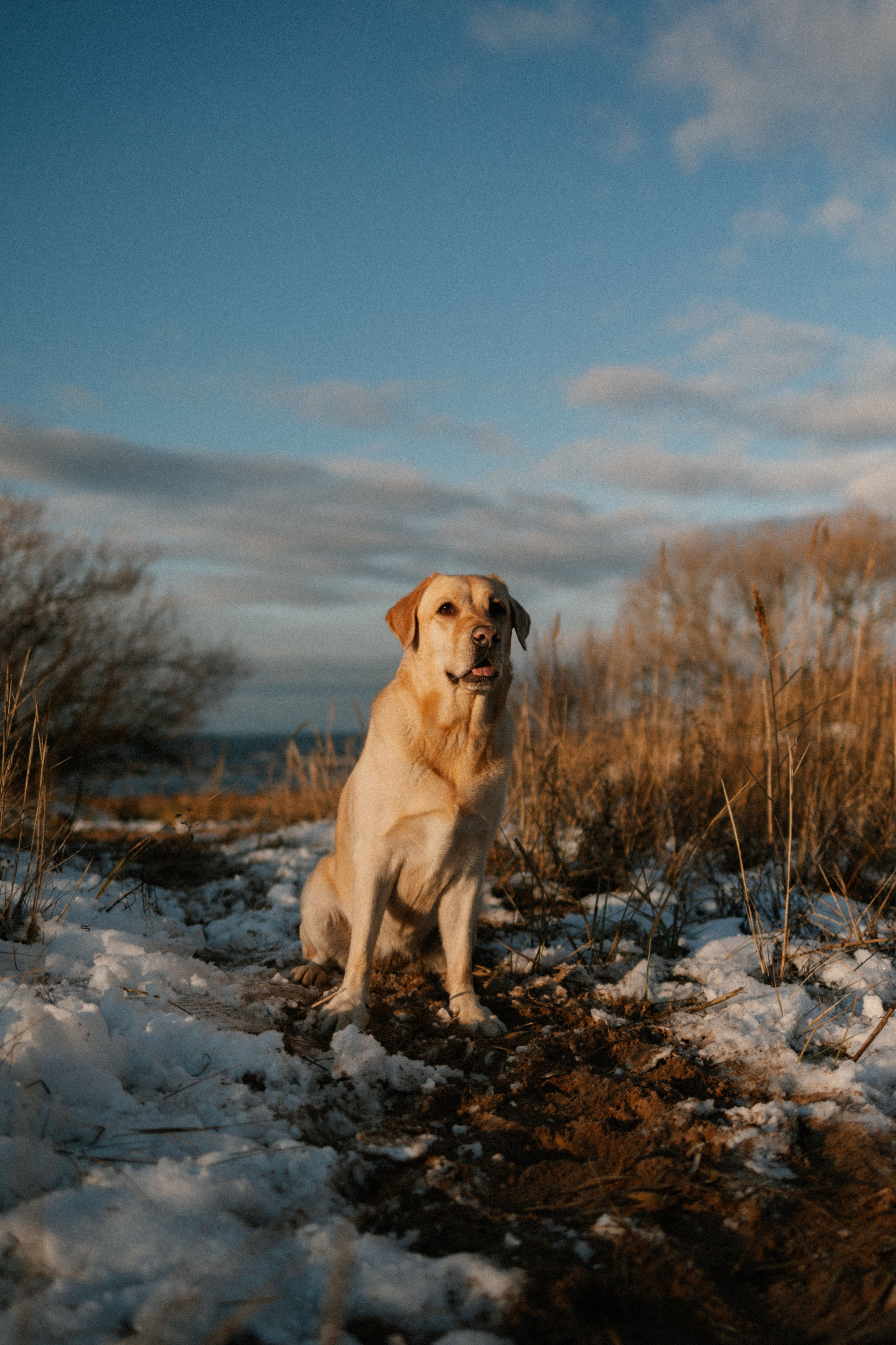 Ирина и Бася. Фотограф — Анималист | Санкт-Петербург