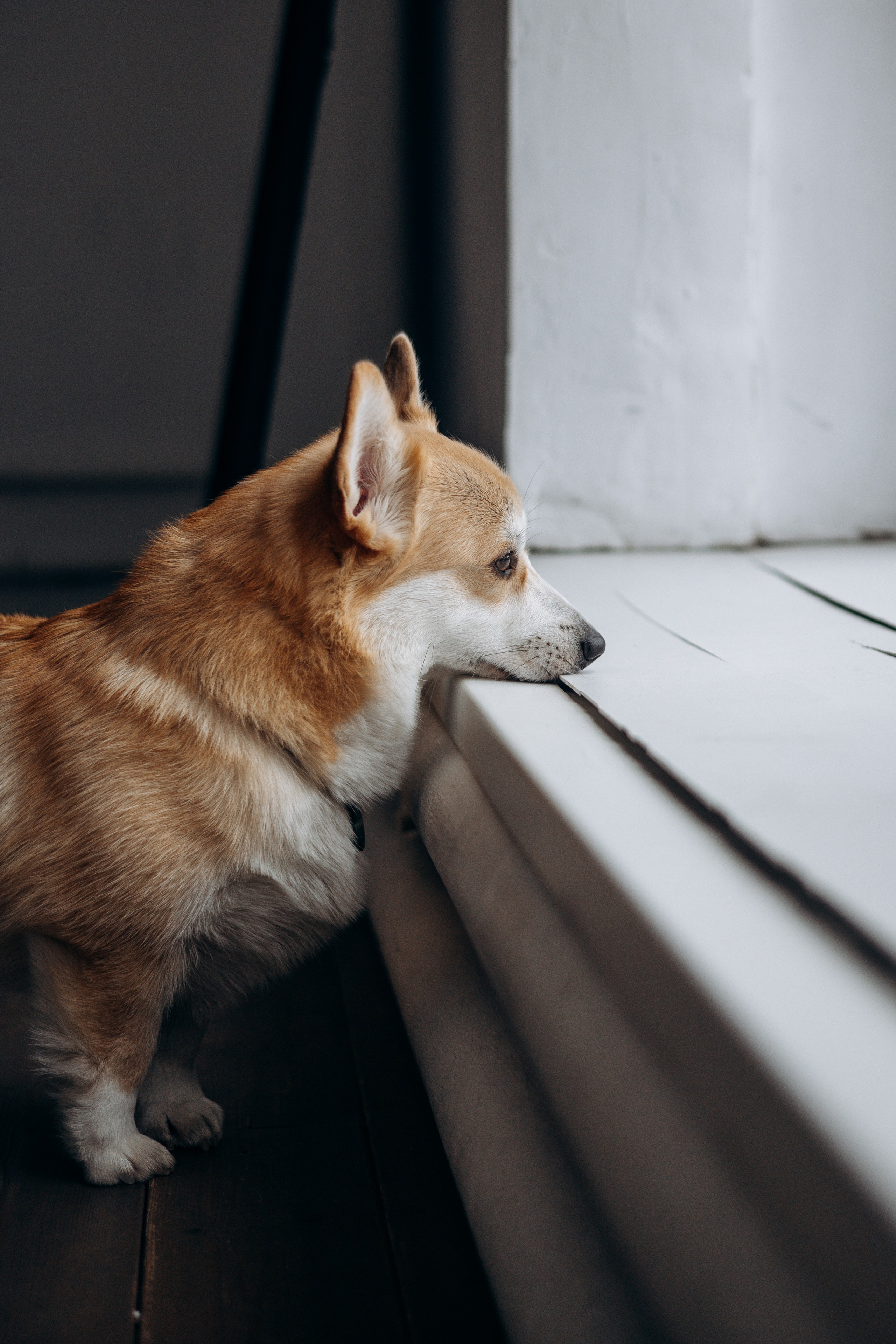 Ричи и его семья. Фотограф — Анималист | Санкт-Петербург
