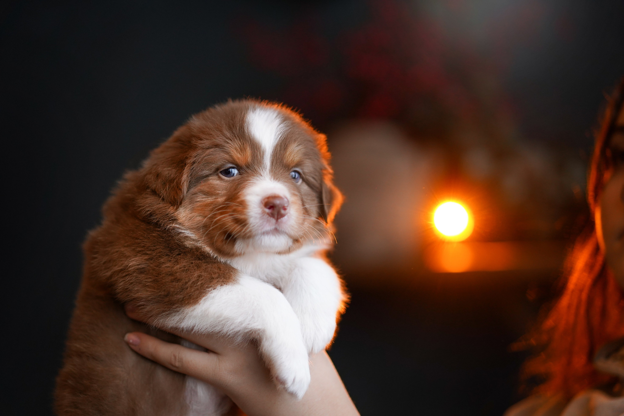 Щенки австралийской овчарки. Фотограф-анималист в Санкт-Петербурге Яна Мартынова