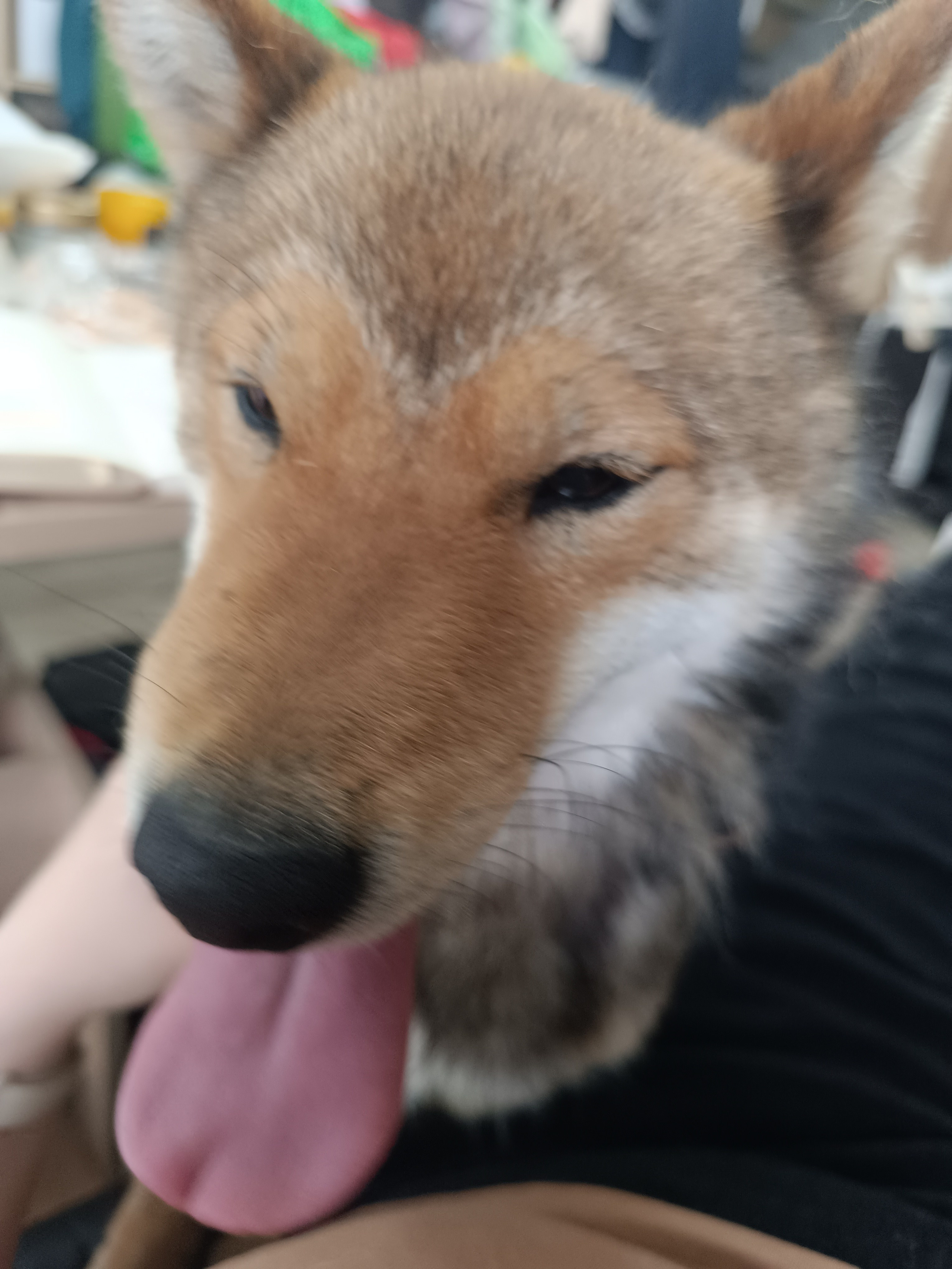 Шаман (красный сезам) *. Американская акита I Сиба ину I Питомник RUBYLIGHT