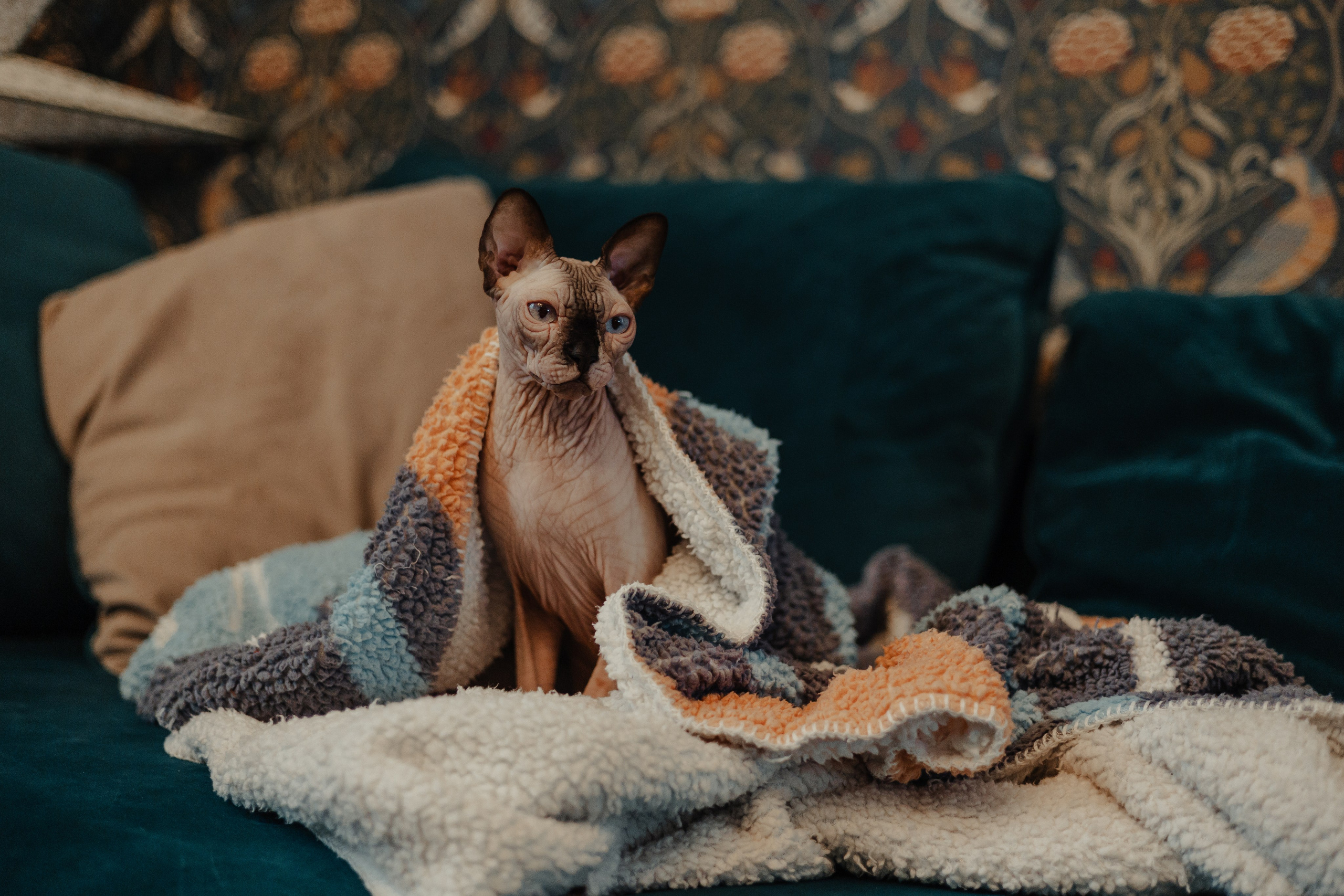 Алина, Илья и их хвосты. Фотограф Анималист Екатерина Справцева в Нижнем Новгороде