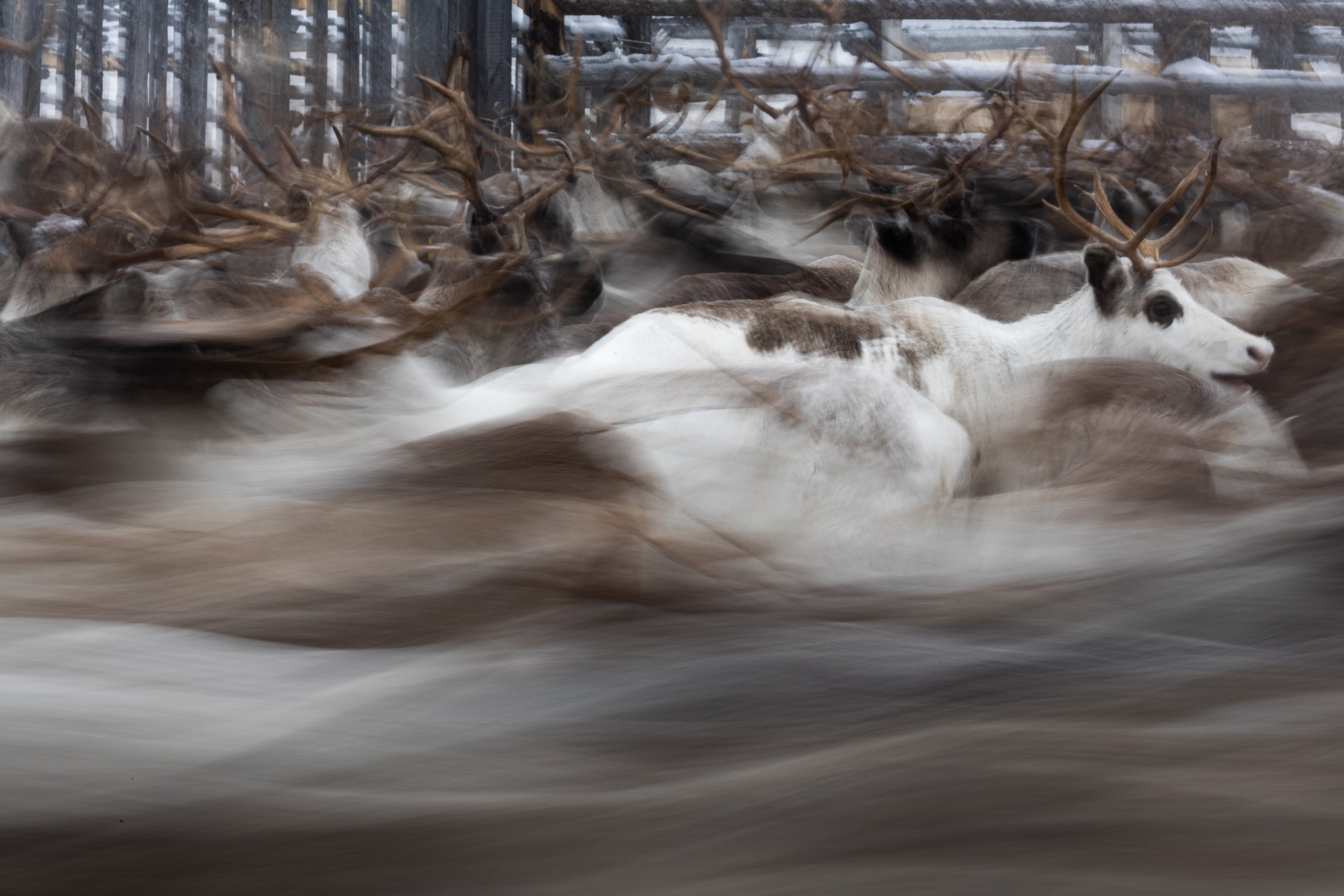 Ловозеро. Оленеводы. Алиса Северная. Визуальные исследования. Пейзажная и документальная фотография