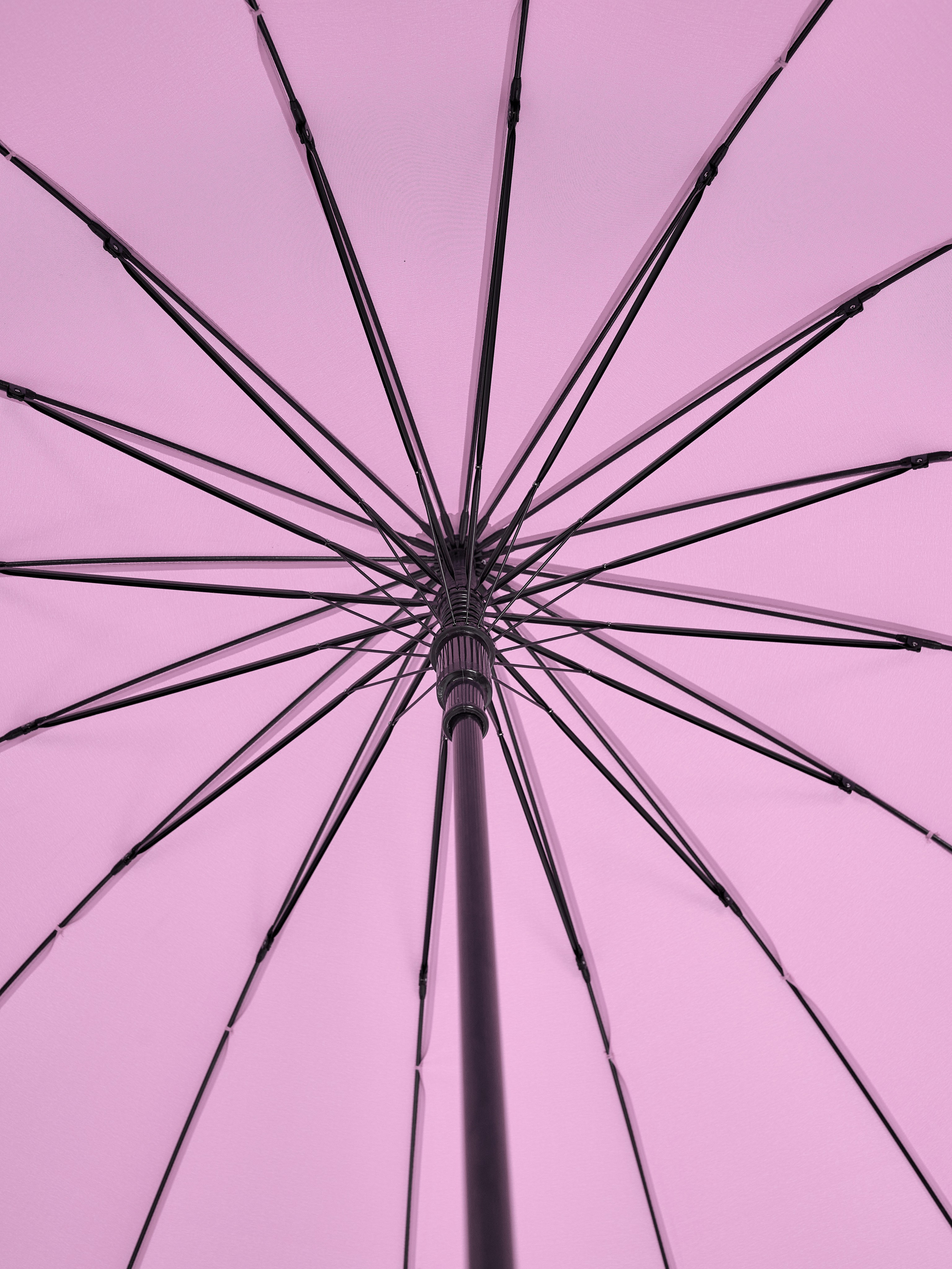 Dolphin. Zubkov Jan Hochzeitsfotograf Deutschland