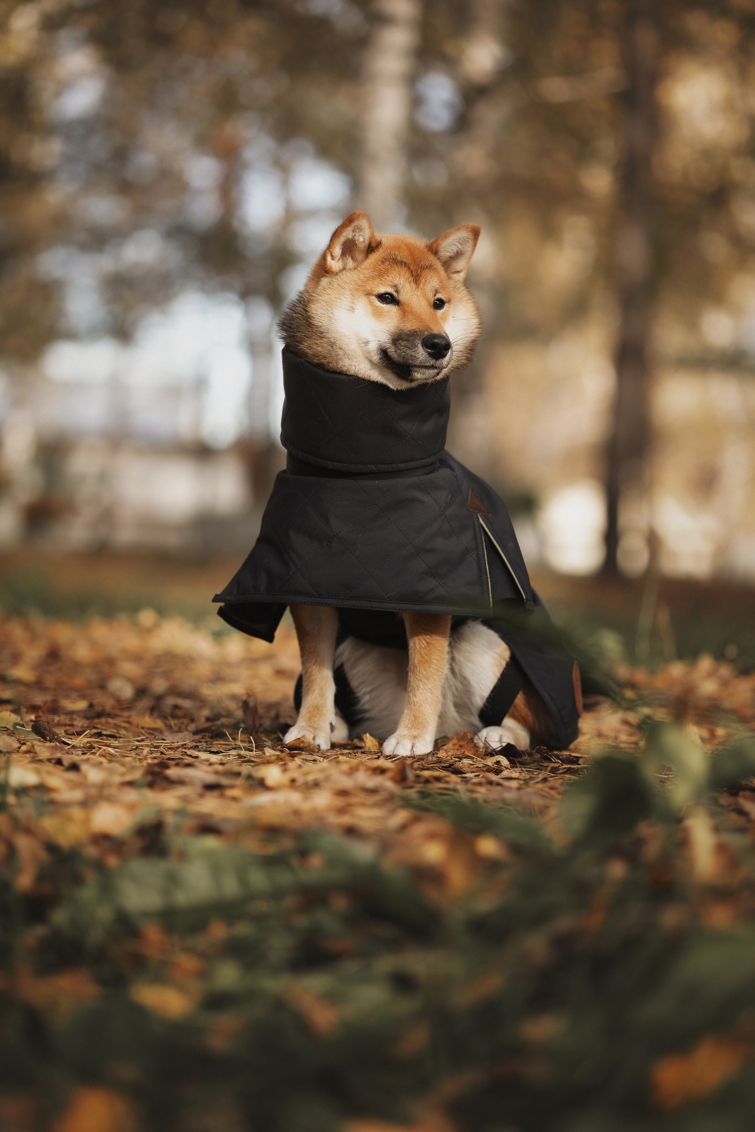 Оши | Сиба-Ину |. Фотограф