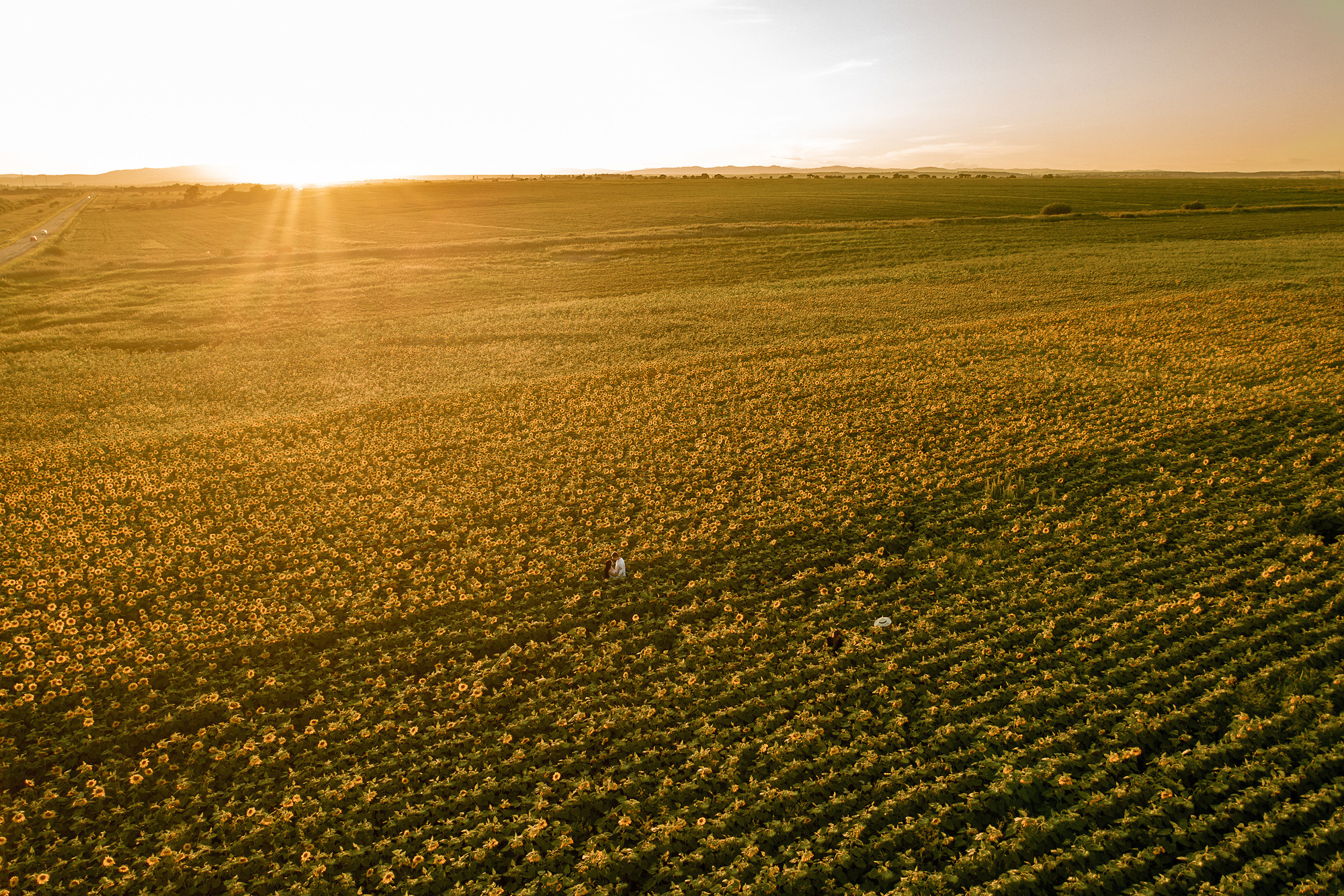 Подсолнуховое поле. Фотограф во Владивостоке Антон Блохин
