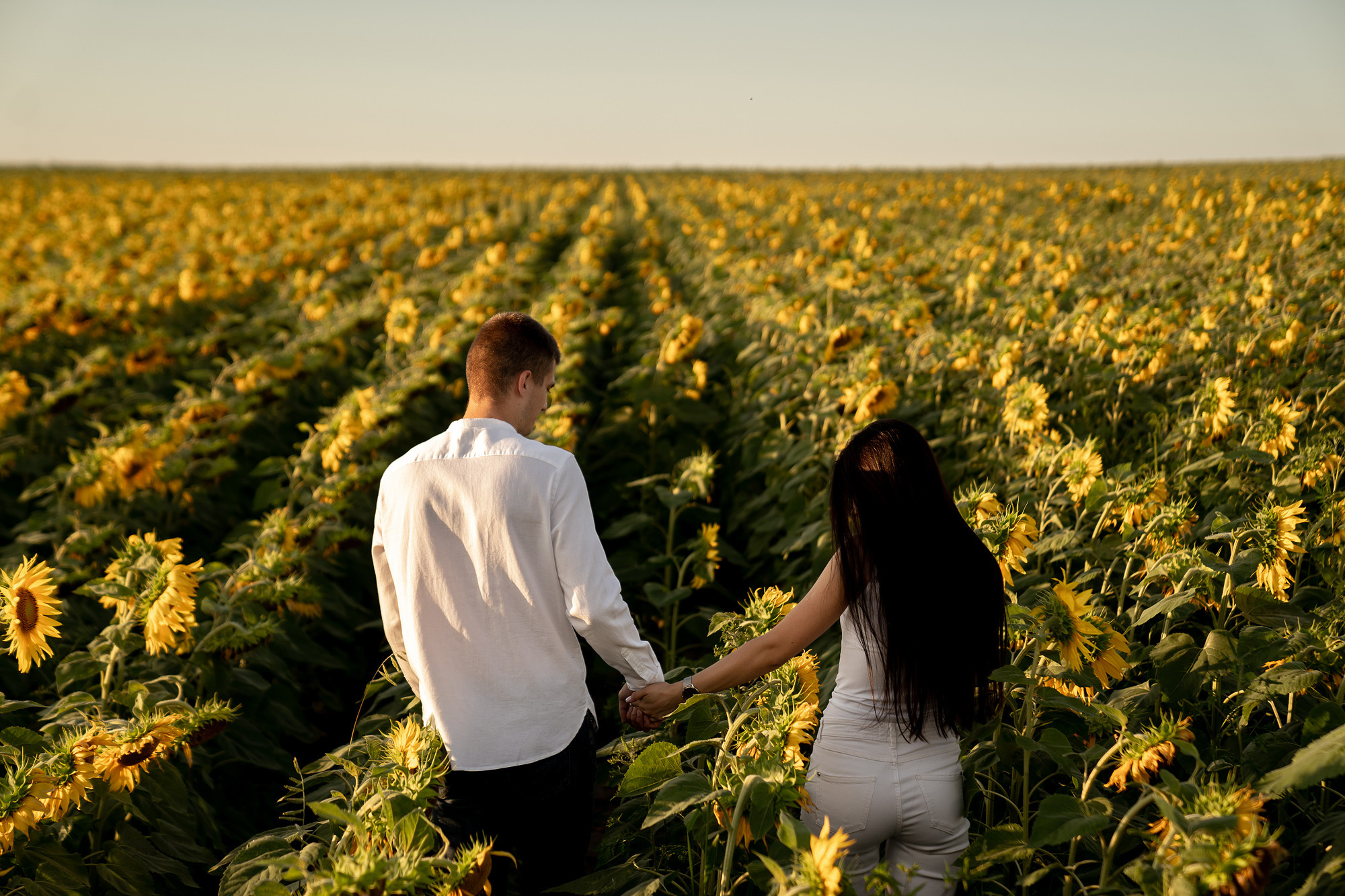 Подсолнуховое поле. Фотограф во Владивостоке Антон Блохин