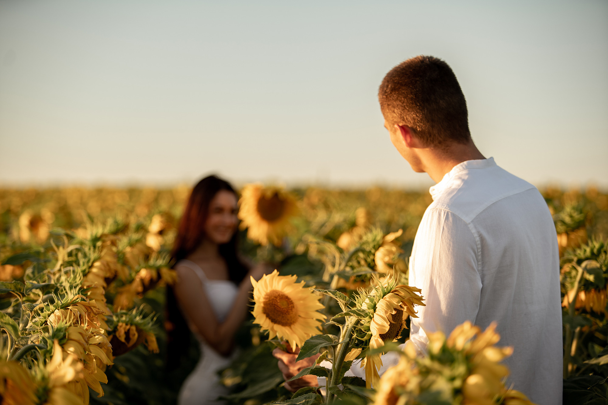Подсолнуховое поле. Фотограф во Владивостоке Антон Блохин
