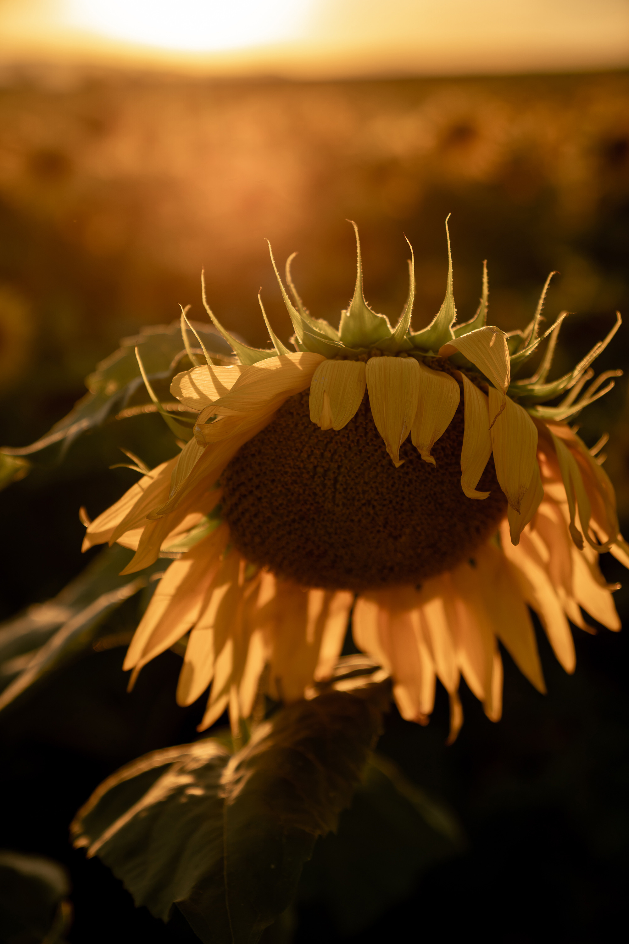 Подсолнуховое поле. Фотограф во Владивостоке Антон Блохин